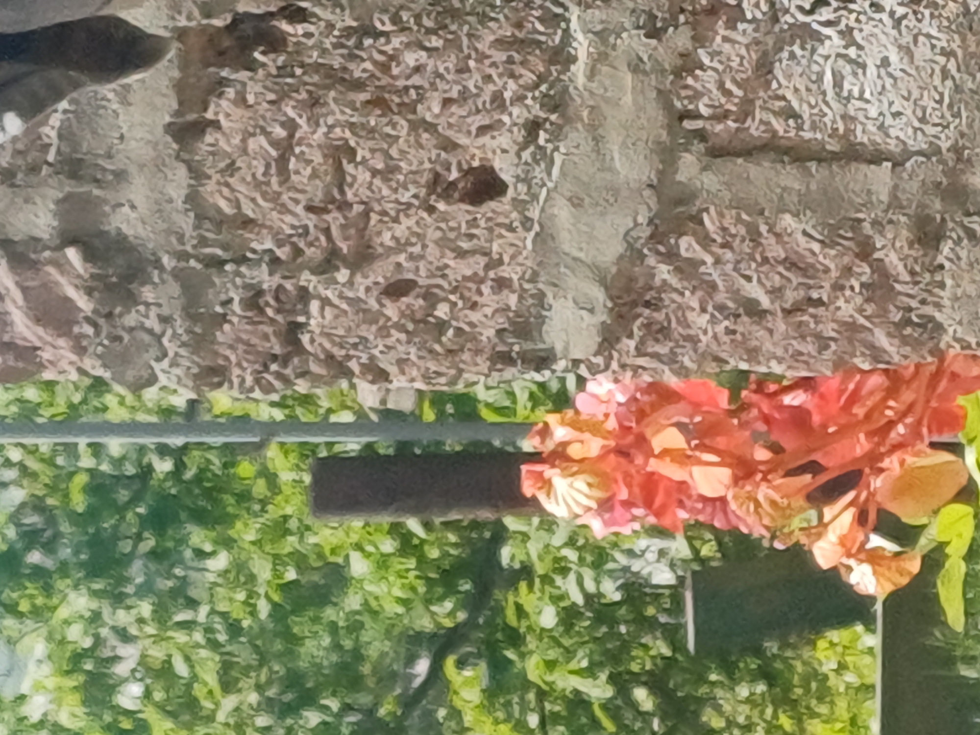 This image captures an outdoor scene, likely a garden or courtyard, in Kosh, Armenia. The upper portion of the frame features a weathered stone or concrete wall with a rough, textured surface, exhibiting various shades of light brown, grey, and white, possibly indicating age or the presence of moss/lichen.
Below the wall, the scene transitions into a dense expanse of lush green foliage, filling the lower and mid-sections of the image. The greenery displays a range of vibrant green hues, suggesting healthy bushes or plants. Embedded within this green backdrop, a dark, rectangular bar, possibly a wooden beam or metal support, is prominently visible, running horizontally across the midground. Another thinner, lighter-colored vertical support is also present.
Clustered around the dark bar is a striking display of flowers, primarily in brilliant shades of orange, red, and pink. These appear to be from a flowering vine or bush, creating a vibrant focal point and adding a splash of color to the otherwise earthy and green tones of the scene.
The image is captured in bright, natural daylight, indicating a daytime shot, likely under clear or partly cloudy weather conditions. No specific activity is taking place, and no people are visible. There is no discernible text within the image.