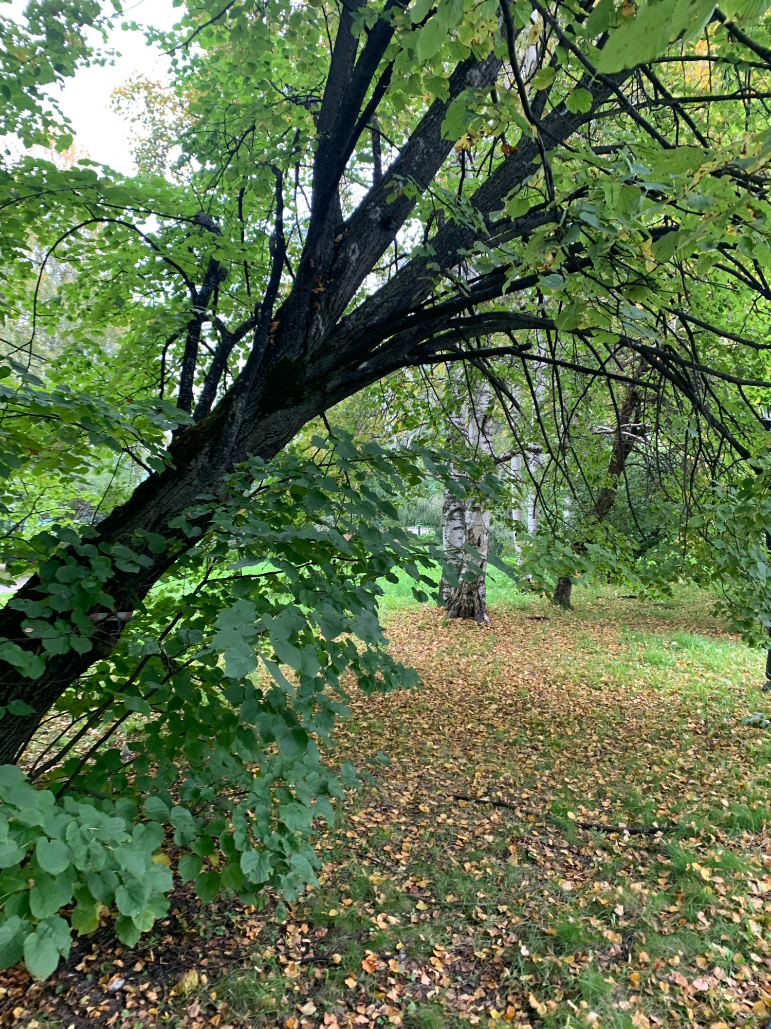 The image depicts a park-like setting with trees and fallen leaves, suggestive of autumn. A large tree trunk with dark bark and moss dominates the left foreground, its branches arching over a grassy area covered with scattered yellow and brown leaves. In the mid-ground, a white-barked birch tree stands out among other trees with green foliage. The ground is a mixture of green grass and fallen leaves. The sky is overcast and appears pale. There are no people visible in the image. Based on the presence of birch trees, which are common in the region, and the general appearance, this scene could be located in a park or wooded area within the city of Arkhangelsk, Russia, during the autumn season.