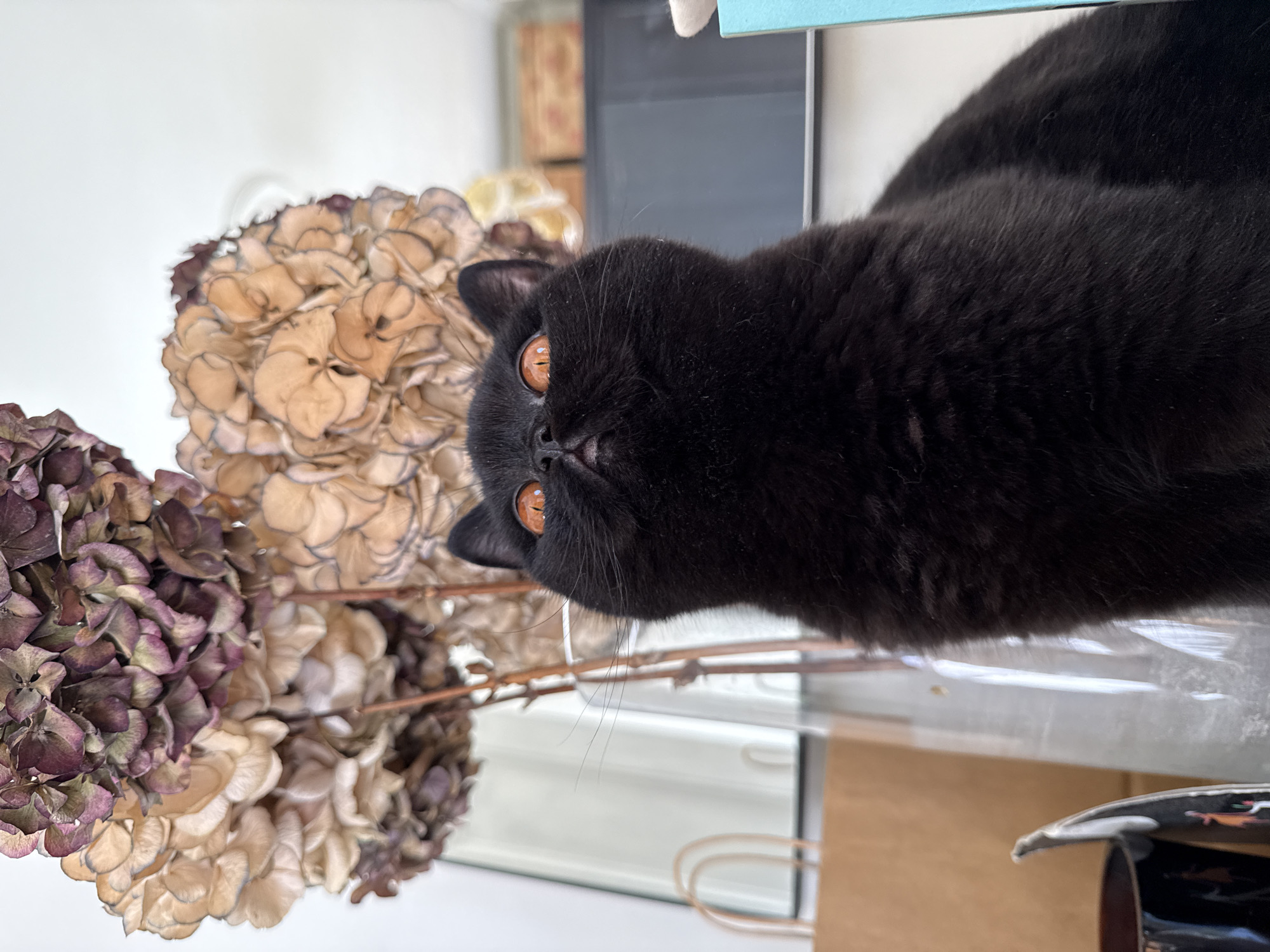 A dark-furred cat with amber eyes is positioned near dried hydrangeas. The hydrangeas are arranged in two clusters, one in hues of beige and light brown, and the other in shades of purple and brown. The cat is near a clear surface, reflecting elements of the background.