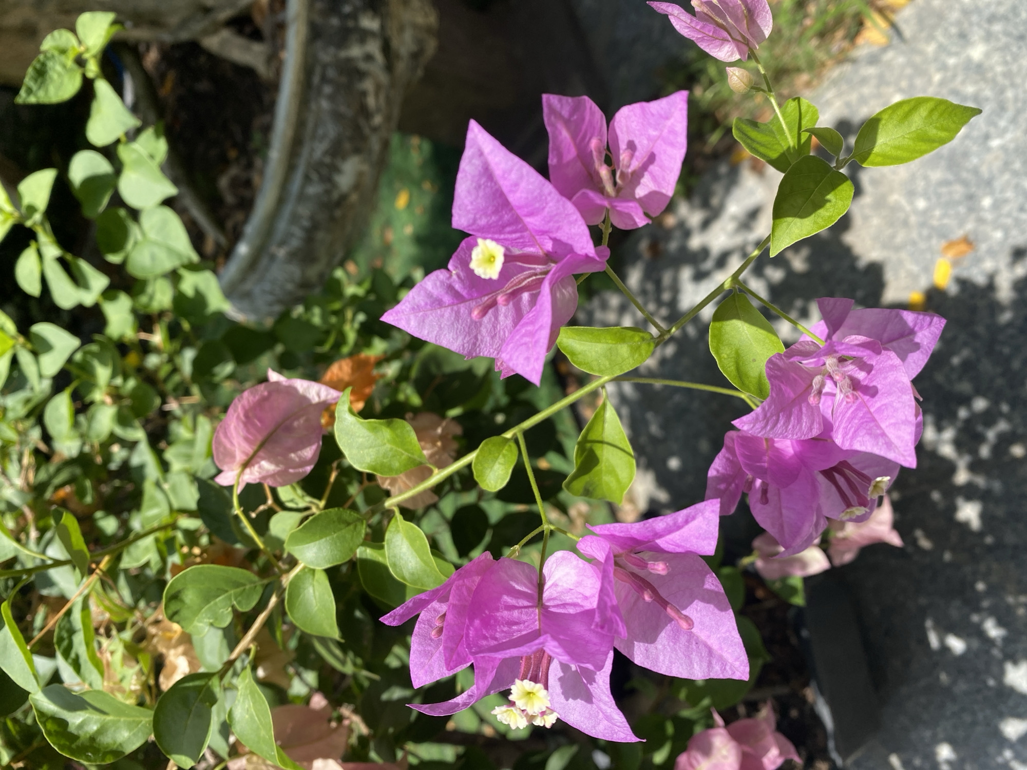 The image shows a close-up of vibrant pink bougainvillea flowers and their green leaves, bathed in bright sunlight. In the background, a large stone pot is visible, hinting at a garden setting. The ground below appears to be a textured surface, possibly concrete or pavement, with scattered yellow leaves suggesting an outdoor environment. The scene is serene and natural, with no people or animals present. The overall impression is one of a tranquil, sun-drenched garden, potentially located in a residential area or a park in Da Nang, Vietnam, given the lush flora.