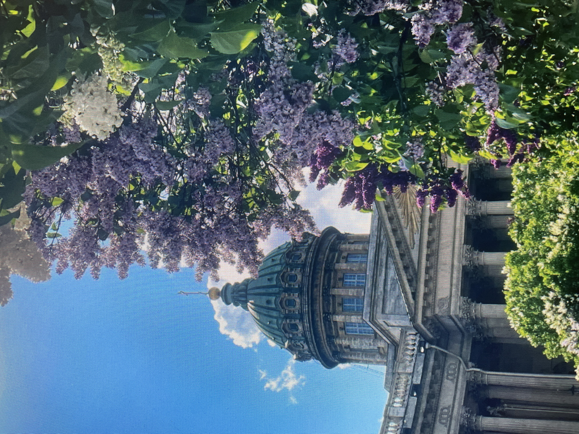 The image depicts the Kazan Cathedral in St. Petersburg, Russia, viewed from a park area with flowering lilac bushes in the foreground. The cathedral features a large, green dome topped with a golden cross, and its classical architecture is characterized by a colonnade of tall, grey columns supporting a stone entablature. The sky is a bright blue with a few scattered white clouds. The lilac bushes are in full bloom, with clusters of purple and white flowers interspersed with lush green leaves. The sunlight illuminates the scene, casting a warm glow on the architecture and foliage. There are no people visible in the image. The composition focuses on the architectural grandeur of the cathedral juxtaposed with the natural beauty of the blooming lilacs.
