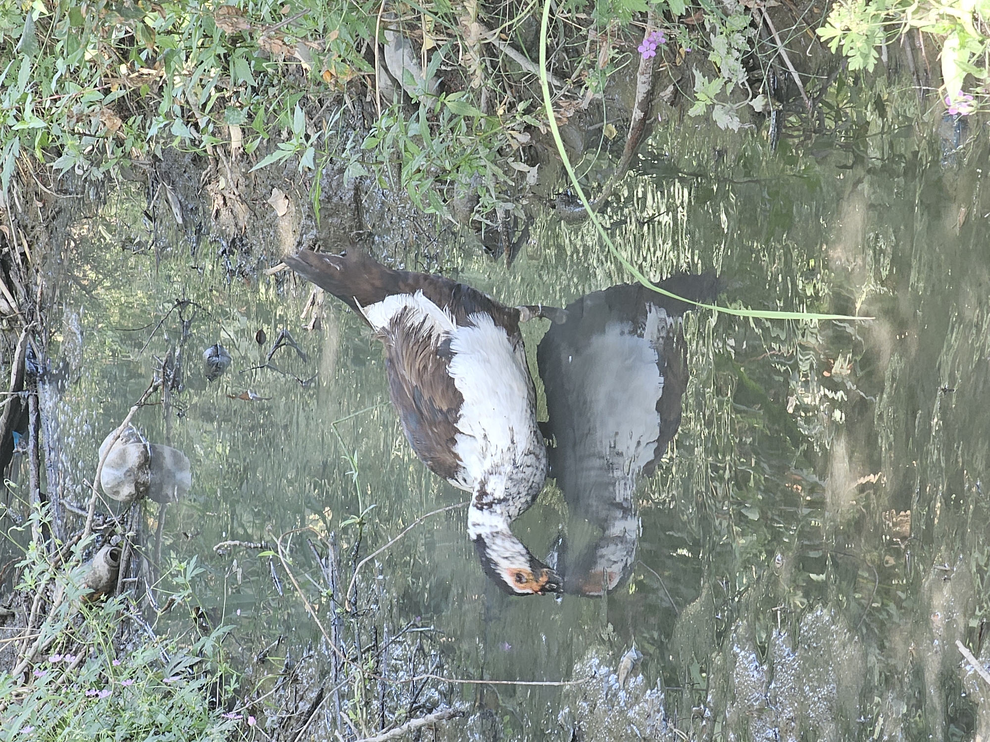 A domestic duck, predominantly white with brown and black markings, is drinking from a shallow, murky stream. The duck has an orange-red face with black markings around its eyes and beak. Its head is lowered into the water, and its reflection is visible. The stream bed is muddy and contains debris, including plastic bottles and natural detritus such as branches and leaves. Lush green vegetation, including some with small pink flowers, grows along the banks of the stream. The scene appears to be in an outdoor, natural environment, possibly on the outskirts of the city of Özgön, Kyrgyzstan.