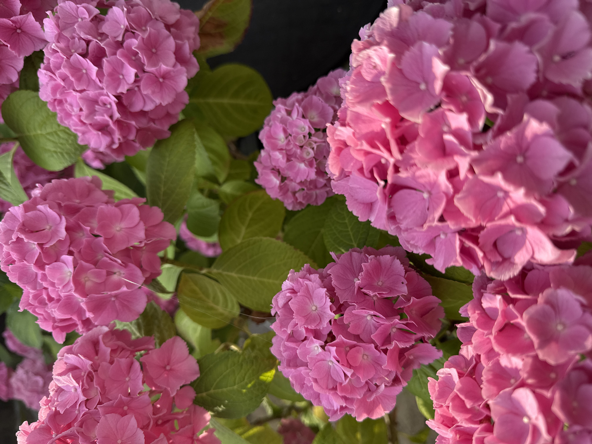 A close-up, eye-level, outdoor shot shows a cluster of bright pink hydrangeas. The flowers are in full bloom, with many small, densely packed petals forming large, rounded flower heads. The hydrangeas are lush and vibrant, with some green leaves visible in the background. The lighting suggests it is daytime, with soft sunlight illuminating the petals and creating some gentle shadows. The image is dominated by the pink and green hues of the flowers and foliage. There are no people or other animals visible in the image. The setting appears to be a garden or outdoor planting area.