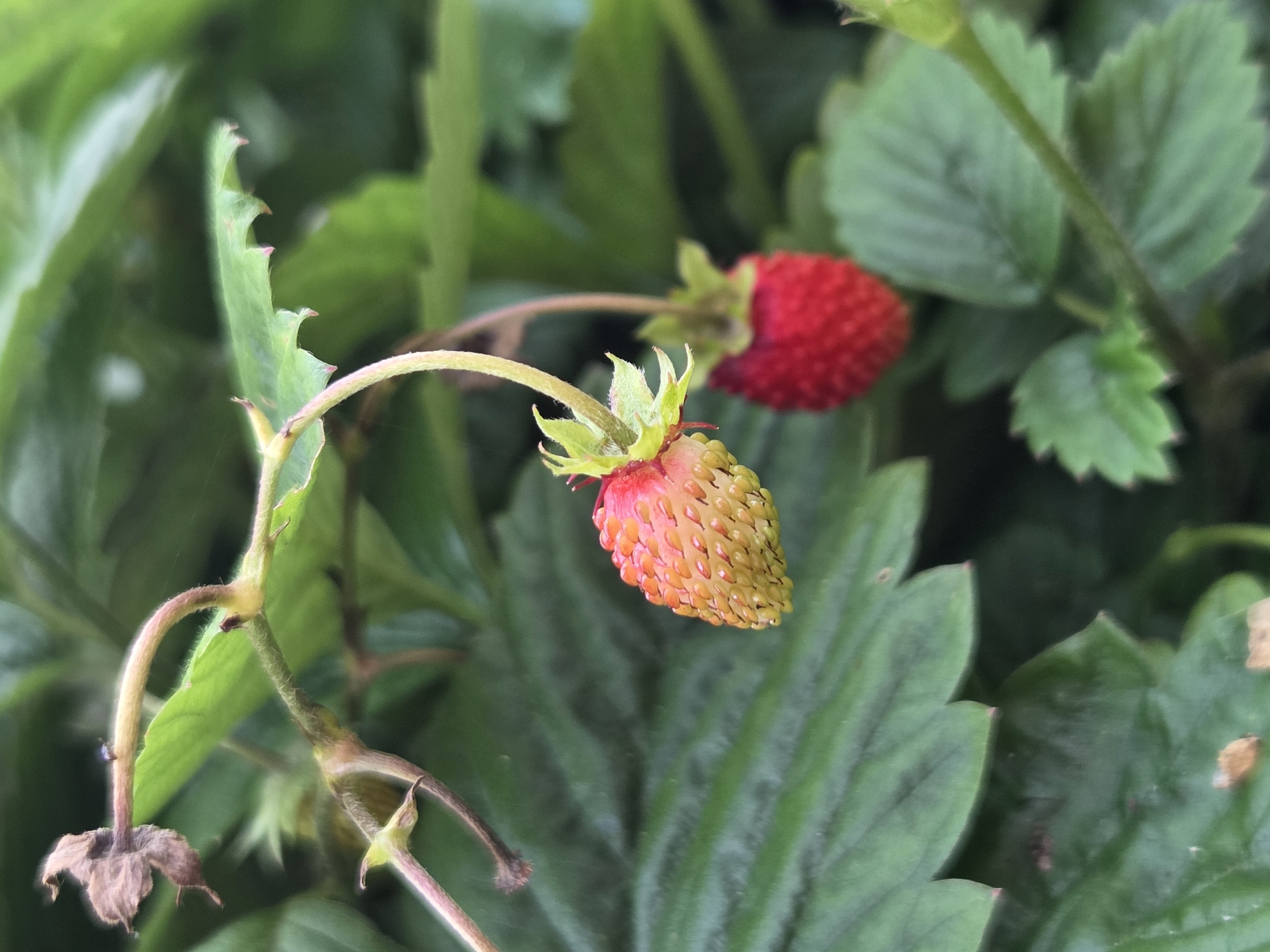 A close-up, shallow depth of field, outdoor photograph shows a partially ripe wild strawberry in the foreground, with its stem curling to the left. The strawberry is oblong, with visible seeds, and its color transitions from pale yellow at the bottom to pinkish-red at the top. Behind and to the right of the foreground strawberry is a fully ripe, red wild strawberry, also hanging from a stem. The background consists of lush green strawberry leaves, some in focus and some blurred, creating a soft, natural setting. The photograph is taken in Frolovo, Russia.
