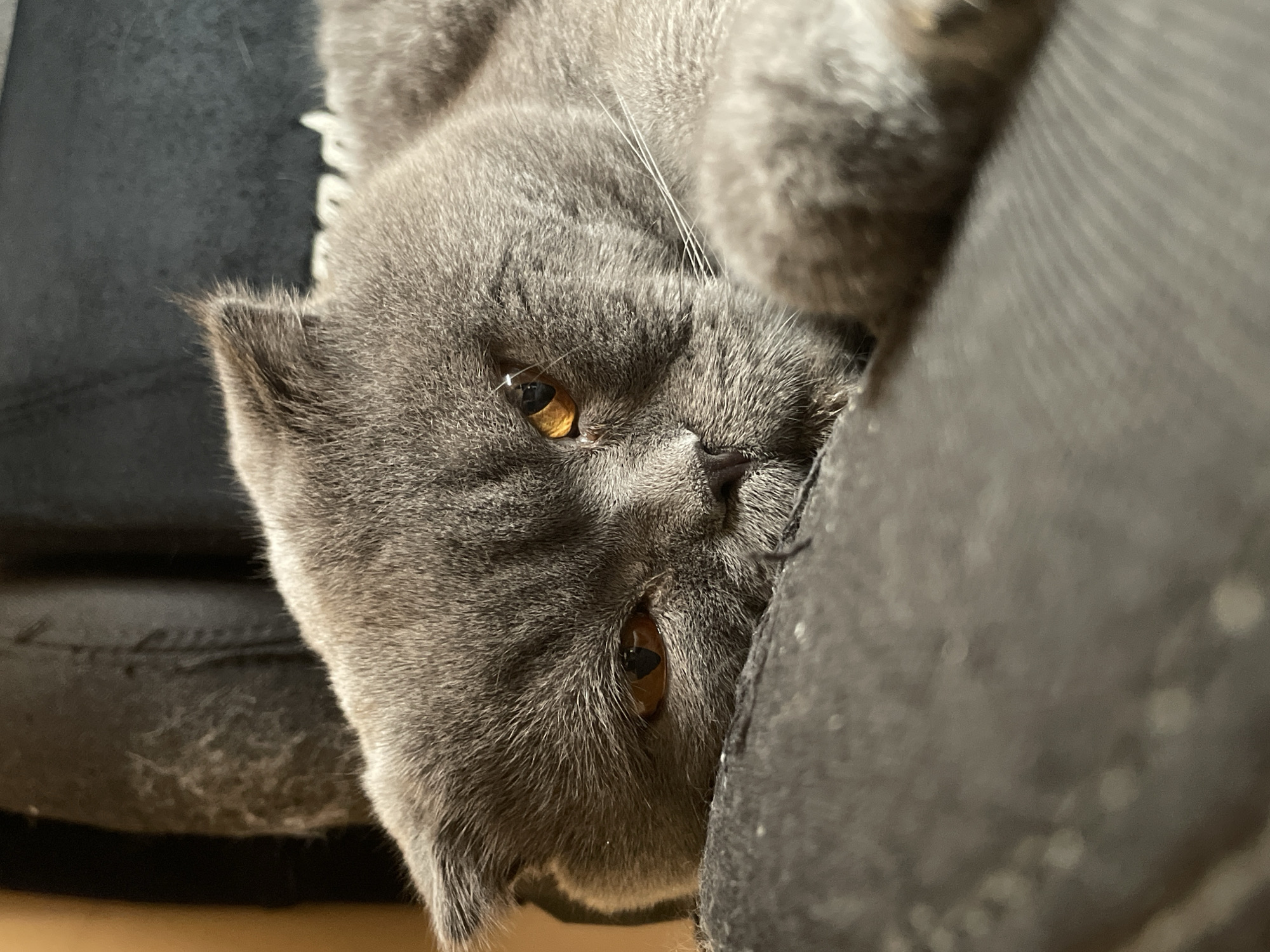A close-up, eye-level shot shows a grey, Scottish Fold cat lying on its side, its head resting on a dark, textured surface. The cat's eyes, which are a deep amber color, are half-closed, giving it a sleepy or contemplative appearance. Its ears are folded down, characteristic of the breed. The fur is short and dense, with a smooth texture. The background is dark and out of focus, with hints of brown and black. The overall lighting is dim, creating soft shadows and highlights. The environment appears to be indoors, possibly on a piece of furniture.