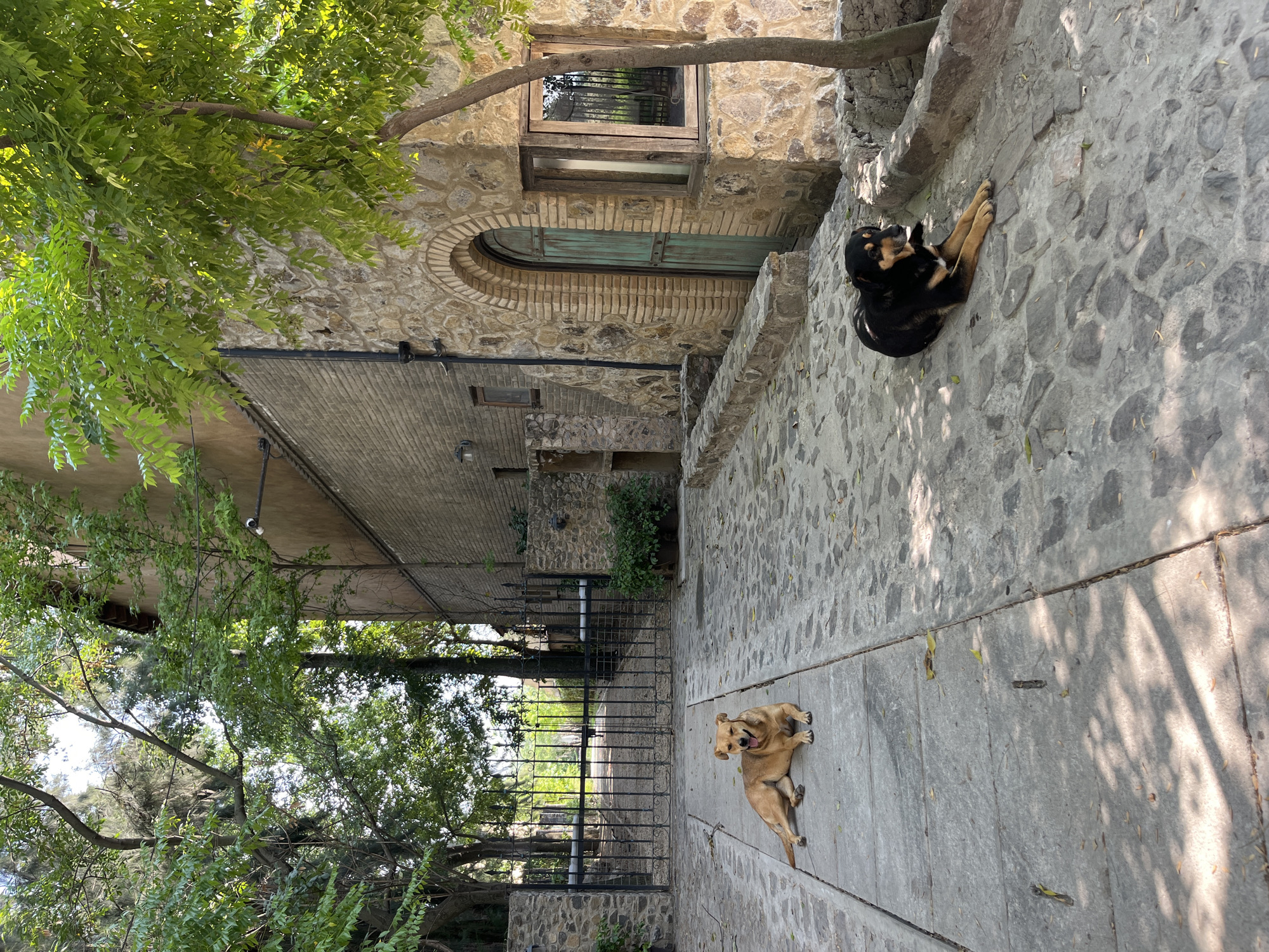 The image shows an outdoor scene in Domingo Arenas, Mexico. Two dogs are lying on a stone-paved area. One dog is brown and the other is black and tan. In the background, there is a building constructed of stone with a wooden door and window. The scene is partially shaded by trees with green leaves. A black metal fence is visible in the middle distance.
