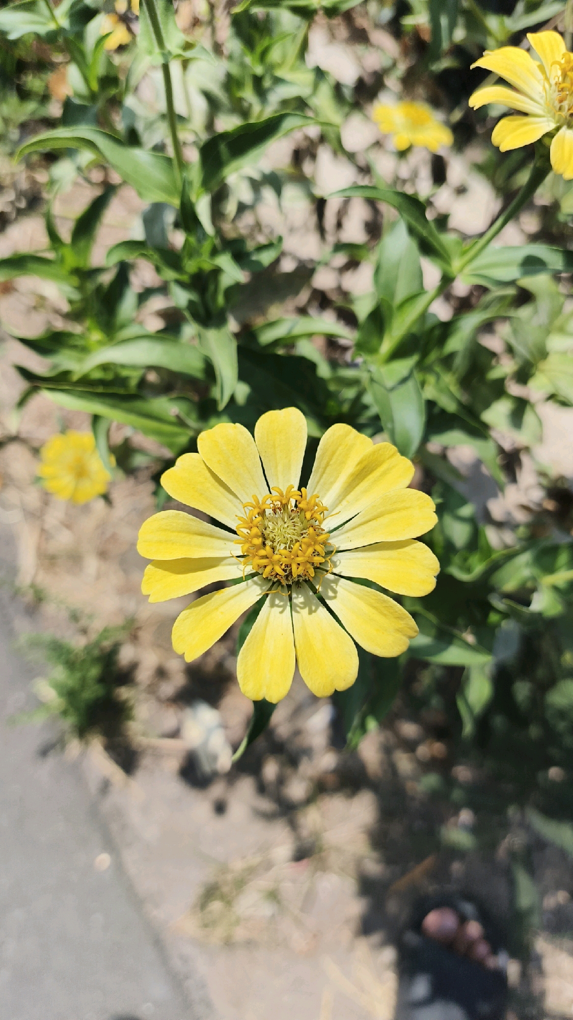The image shows a close-up of a vibrant yellow zinnia flower in full bloom, with its petals unfurled and its center a cluster of small, yellow florets. The flower is positioned in the lower center of the frame. Surrounding the central bloom are green, leafy stems, some of which are slightly out of focus. In the background, another, smaller yellow zinnia is visible, also slightly blurred, along with more foliage. The ground beneath the plants appears to be a mix of dirt and gravel, with shadows cast from the sun, indicating an outdoor setting. The lower right corner of the image shows a blurred glimpse of a person's foot wearing dark footwear. The scene is bathed in bright sunlight, creating a high-contrast effect. Based on the description of the location as Manggis, Indonesia, this scene likely depicts a garden or a roadside with blooming flowers in a tropical or subtropical environment.