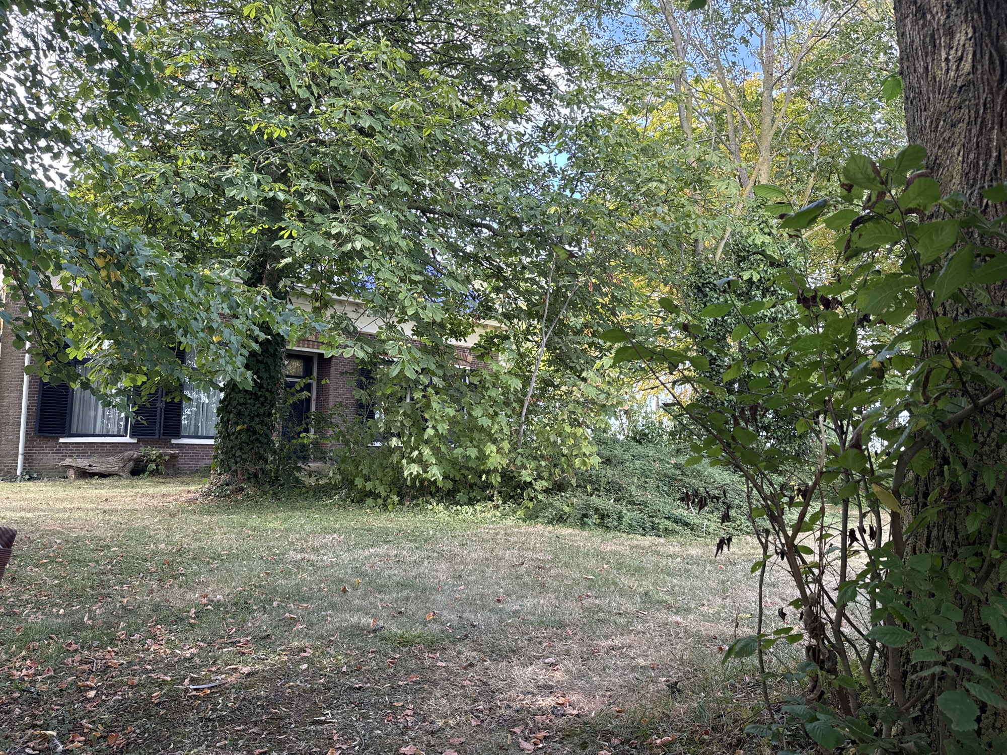 A full shot captures a residential setting in Pingjum, Netherlands. A brick house with dark shutters on the windows is partially visible behind a large tree with green foliage. The lawn in front of the house is dry and scattered with fallen leaves. In the foreground, another tree trunk with rough bark stands to the right, and its branches, with green leaves, extend into the frame. The sky above is a clear blue with some clouds.