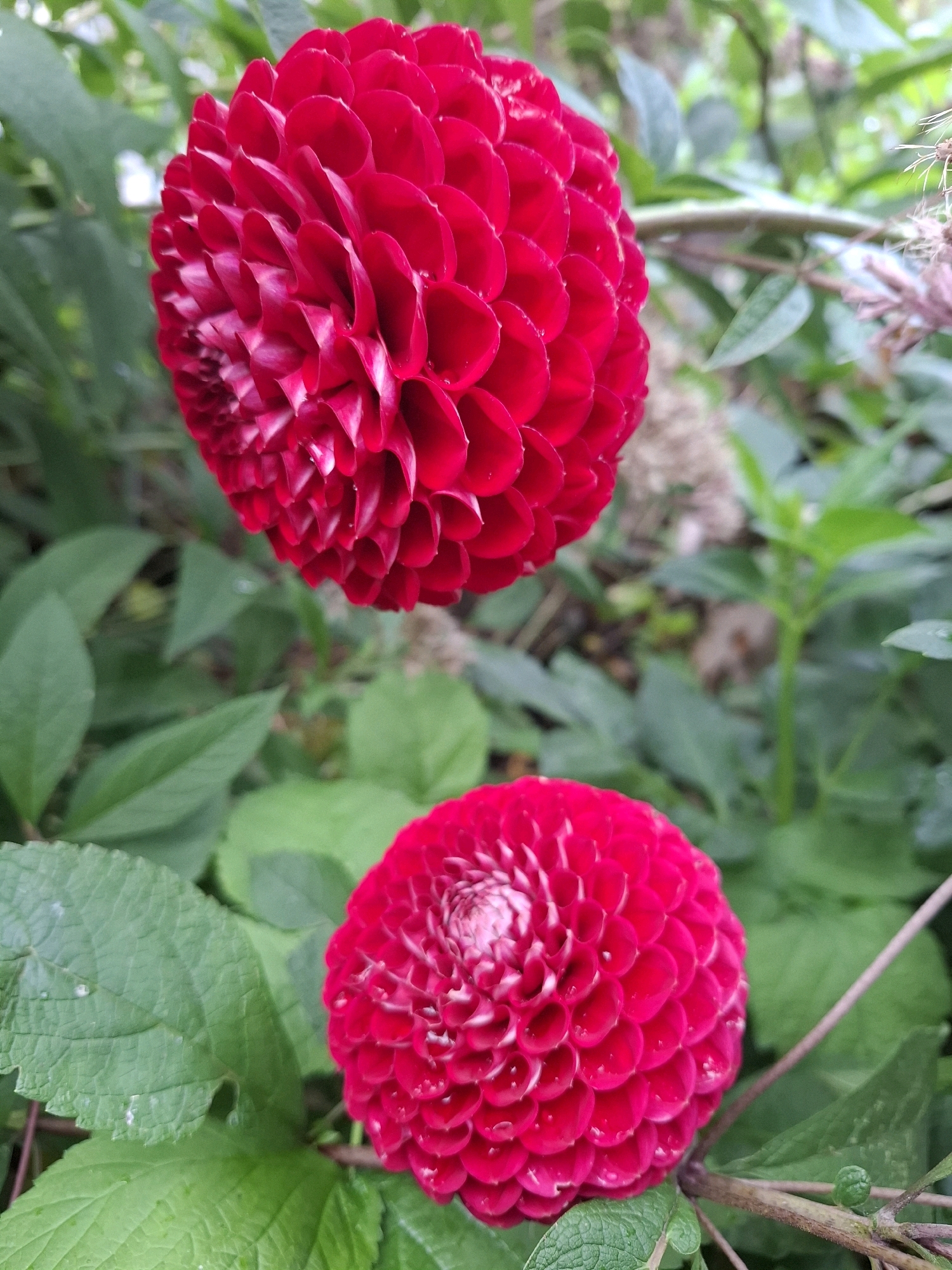 The image displays two vibrant red dahlias in a garden setting. The larger dahlia is positioned in the upper left quadrant, its intricate, tightly packed petals dominating the frame. The second dahlia is situated in the lower right quadrant, smaller and slightly out of focus. Both flowers exhibit a rich, velvety texture, with subtle variations in shading creating a sense of depth. The background consists of lush green foliage, with some leaves showing water droplets, suggesting recent rain or dew. The overall scene evokes a sense of natural beauty and tranquility. There is no information in the image to indicate its location in Tyumen, Russia.