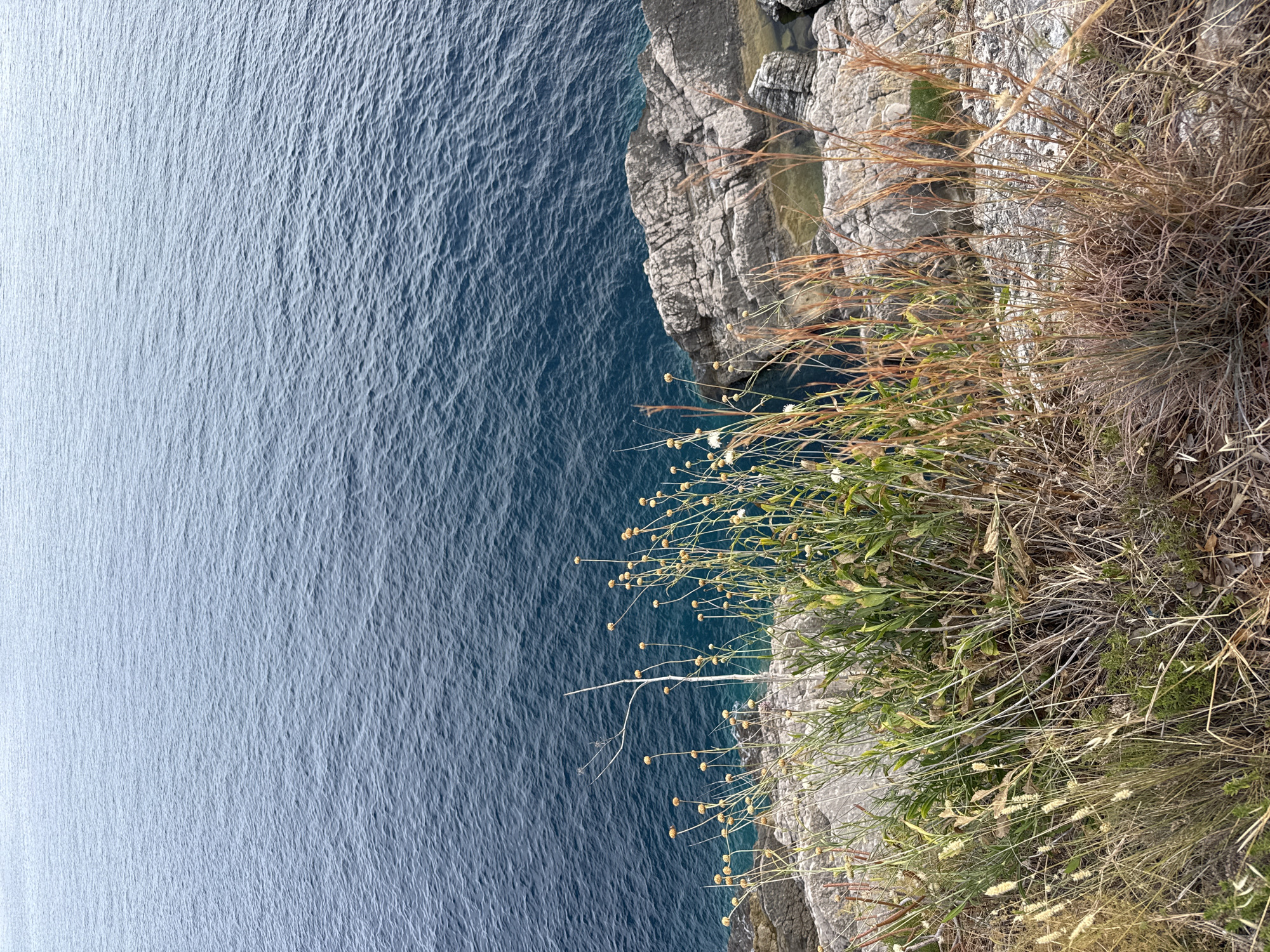 The image depicts a dramatic clifftop view overlooking a deep blue sea, likely in the Čami Do region of Montenegro. The perspective is a high-angle shot, looking down from the cliff edge.
The foreground is dominated by wild vegetation, with a mix of dry, straw-like grasses and greener plants with small, pale yellow flower buds. These plants grow right up to the edge of a rocky cliff face. The rocks themselves are textured and grey, showing signs of erosion. In some crevices of the cliff, small pools of clear, greenish water are visible.
The vast expanse of the sea fills the majority of the left side of the image. The water is a rich, dark blue and exhibits a subtle ripple pattern, suggesting a calm to moderately choppy surface. The lighting indicates it is daytime, with the sun casting subtle highlights on the water and illuminating the vegetation. There are no visible people or man-made objects. The overall mood is one of natural beauty and a sense of the rugged coastal landscape. The orientation of the image is vertical, with the cliff edge running diagonally across the frame from the top right to the bottom left.