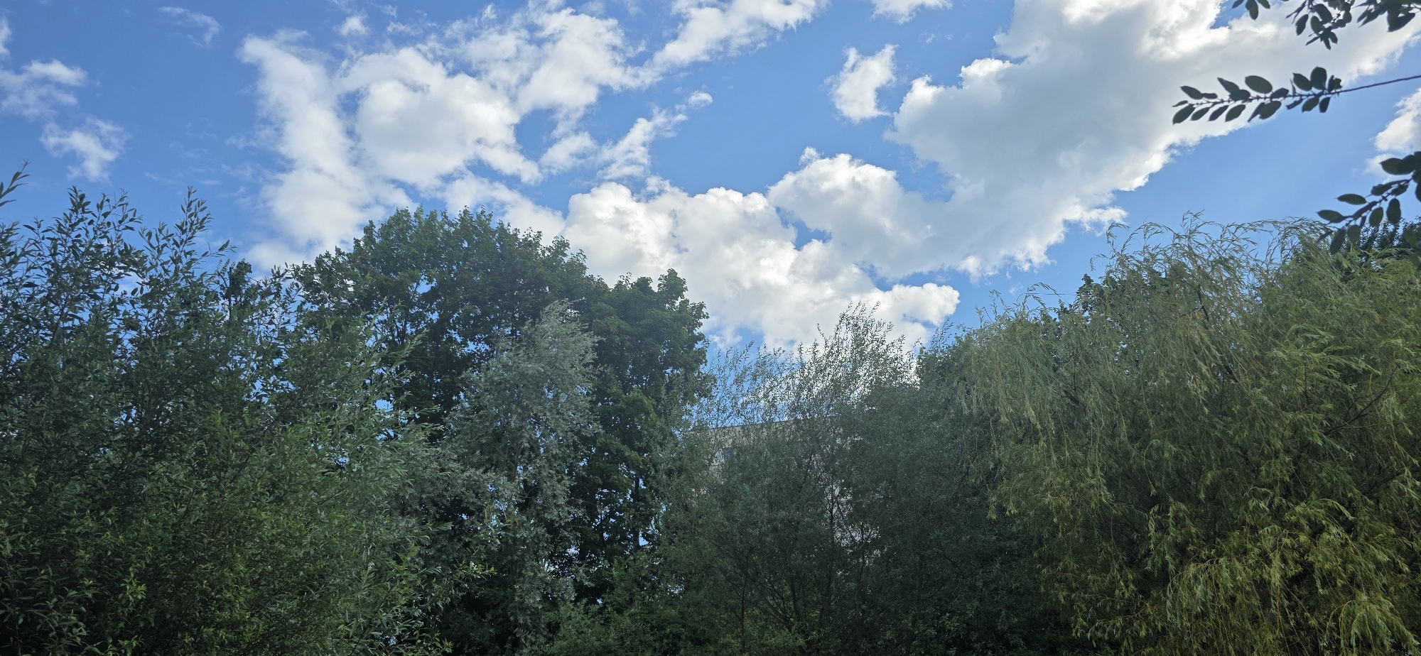 The image depicts a view looking upwards towards a blue sky with scattered white clouds, partially obscured by the dense green foliage of several trees. The trees are varied in type, with some appearing to be deciduous with broad leaves, while others have a more weeping, willow-like appearance with long, slender leaves. The greenery forms a dense canopy across the lower portion of the frame. The environment appears to be outdoors, likely a park or garden setting within the city of Innsbruck, Austria, given the context. No people or specific actions are visible, and the scene is static.