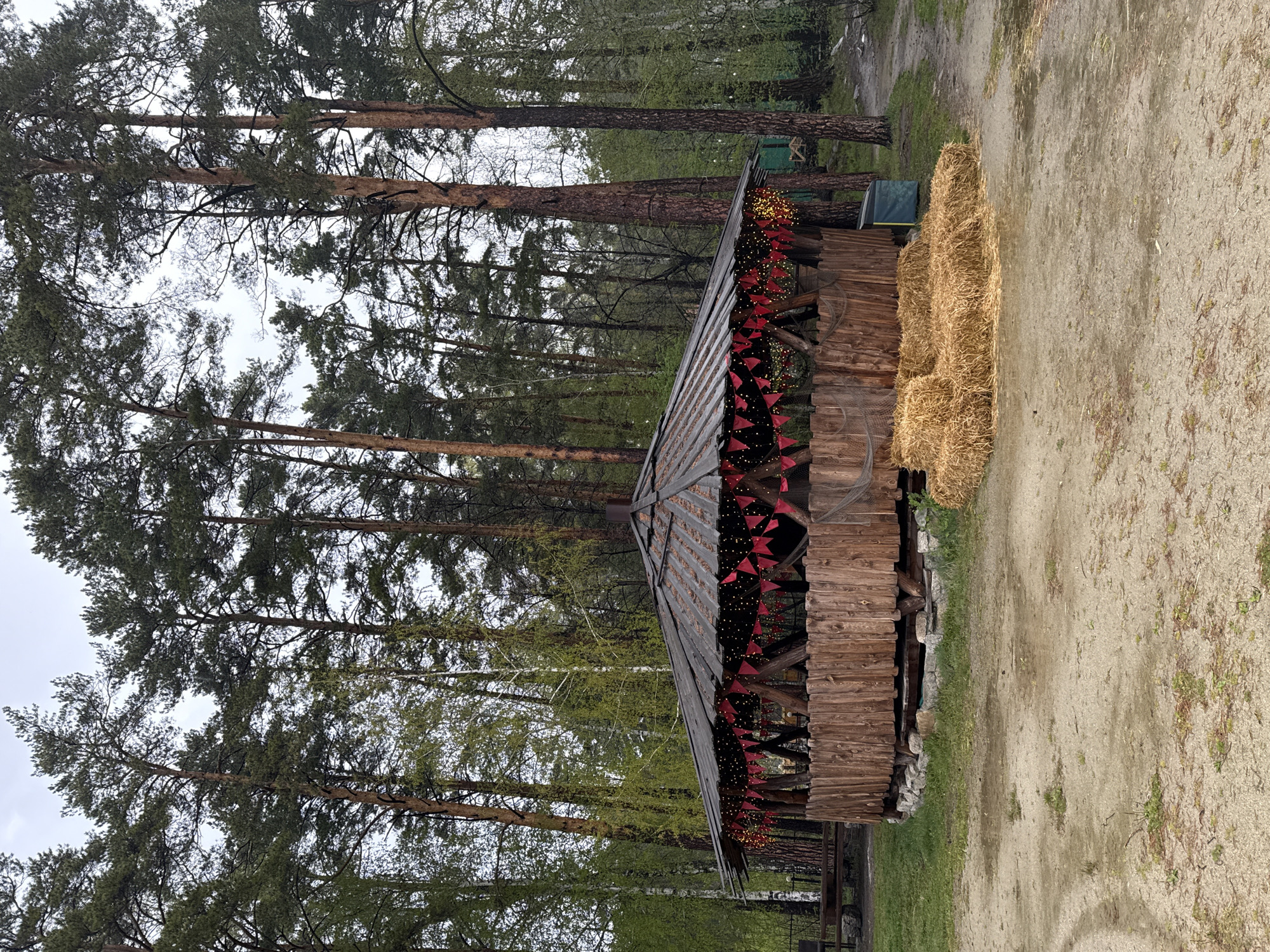 The image shows a rustic wooden structure decorated with red pennant banners and strung with lights. It sits in a wooded area next to a stack of hay bales. A dirt path runs alongside the structure. Tall trees surround the structure, and there are some birch trees with fresh leaves as well. The sky is overcast. Based on the location in the city of Zolotoi Plyazh, Russia, this appears to be a rural or forested area.