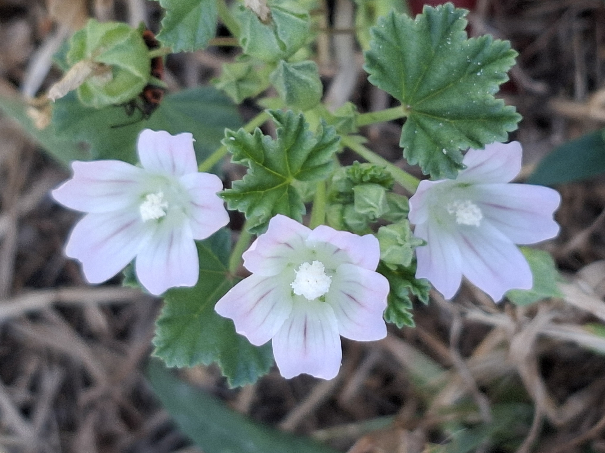 A close-up, top-down view captures three pale pink flowers with darker pink veins, blooming on a plant with serrated green leaves. The flowers have five petals each and a white, fuzzy center. In the upper right corner, a green, bell-shaped seed pod is visible, with two small, reddish-orange insects clinging to it. The background consists of dry, brown foliage and some out-of-focus green leaves, suggesting an outdoor setting. The image does not provide any information that can be used to determine its location within the city of Almaty, Kazakhstan.