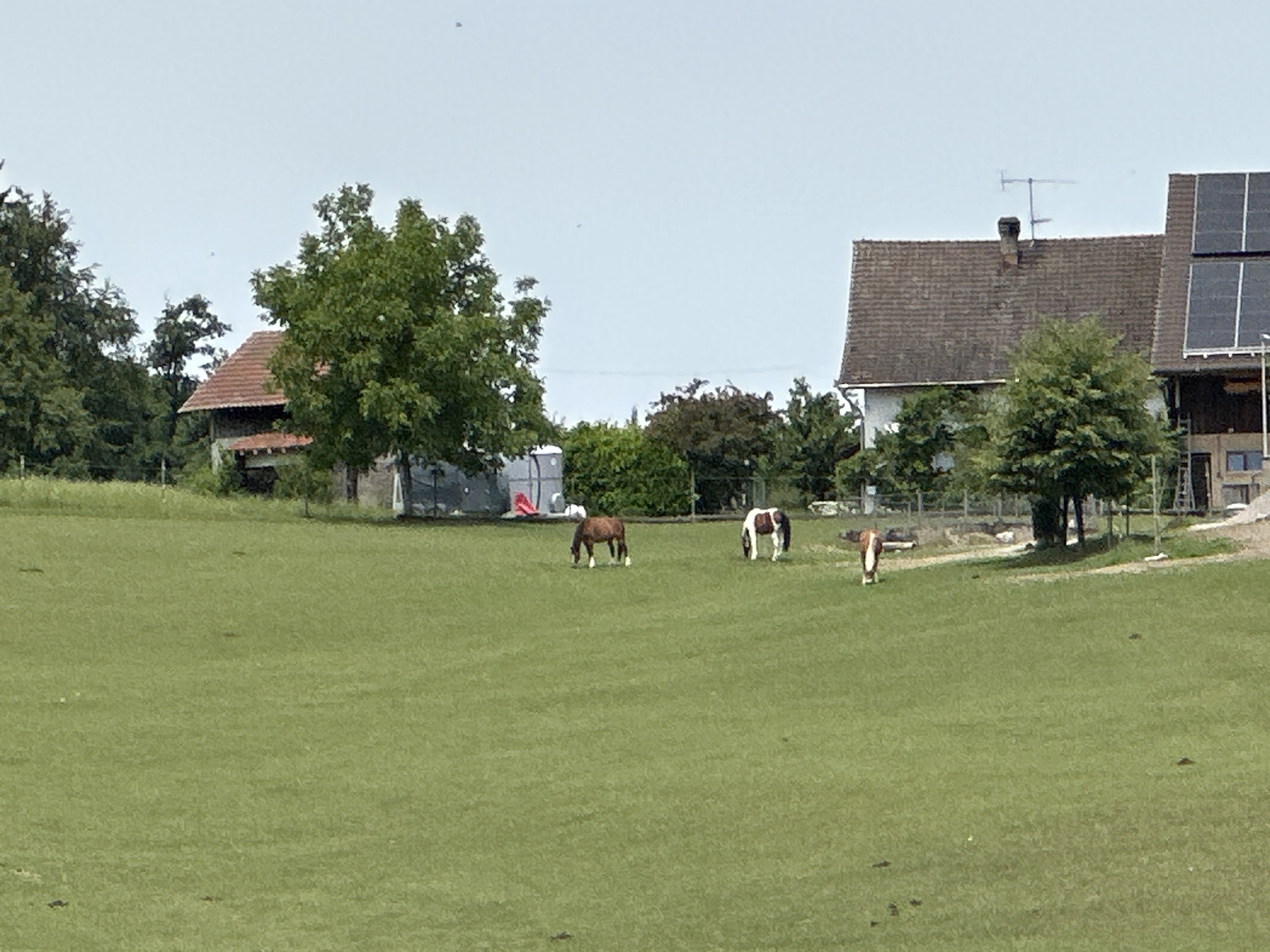 A rural scene in Lufingen, Switzerland, features a well-maintained green field with three horses grazing. In the foreground, a chestnut-colored horse with white socks stands to the left, while a brown and white horse is situated in the middle ground, facing left. A third horse, brown and white, is positioned further to the right, with its hindquarters visible. In the background, a building with a red-tiled roof is partially obscured by trees, and another building with solar panels on its roof is visible. The sky is clear and bright, suggesting a sunny day.