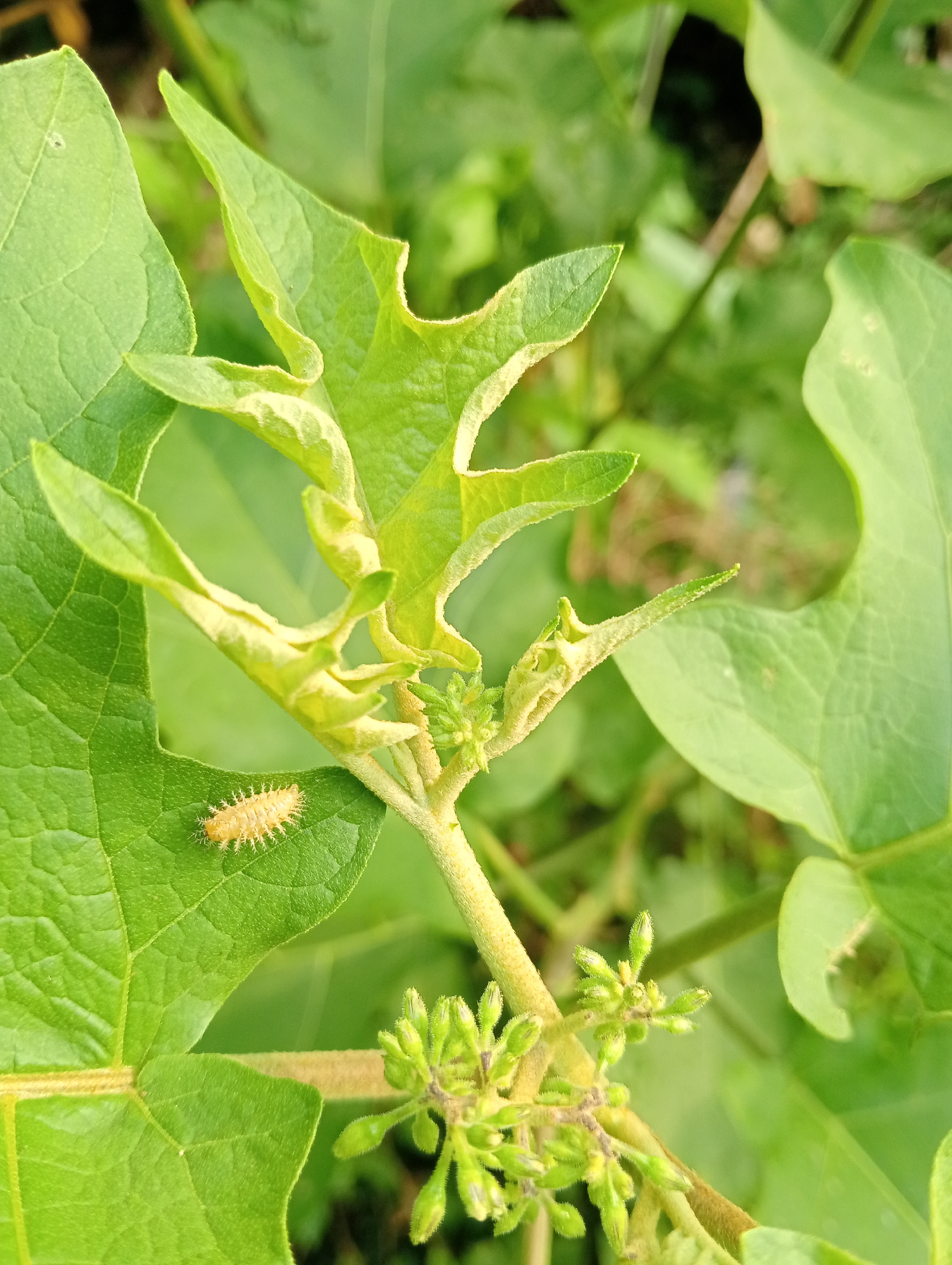 The image displays a close-up view of a light green plant with several leaves and a small stem. On one of the leaves, there is a tiny, light yellow, spiky insect larva. The background consists of more green foliage, some of which is out of focus. The lighting suggests it is daytime. The image is not specific to any location in Campago Barat, Indonesia; it depicts a general natural scene.