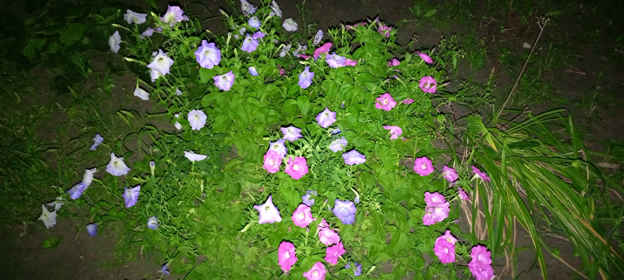 A cluster of petunia flowers, in shades of purple and pink, are blooming in a garden bed. The flowers are of various stages of bloom, with some fully open and others still in bud. The surrounding foliage is lush and green. The ground is covered in dark soil. The image appears to have been taken at night, as evidenced by the dark background and the lighting on the flowers. The location is Kirsanov, Russia. There are no people or animals visible in the image.