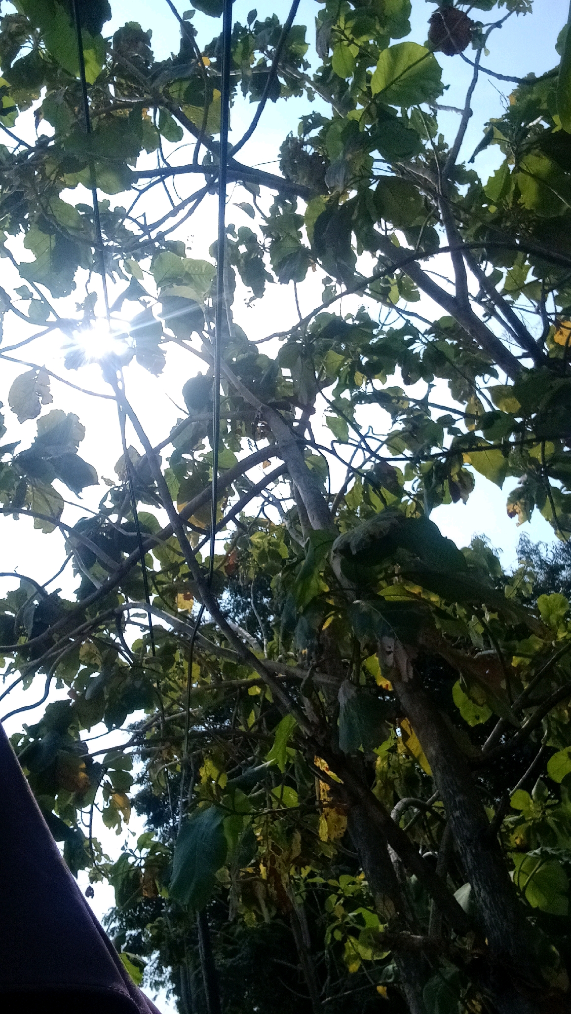 A low-angle shot looks up through the branches and green leaves of a tree towards a bright sky. The sun is visible, creating a lens flare effect to the left of the frame. Thin, dark lines, possibly wires, are visible running vertically and diagonally through the upper part of the image. In the foreground on the left, a dark purple fabric, possibly from clothing or an umbrella, is partially visible. The background shows more trees and foliage, and the sky is light blue. The scene is likely outdoors in a natural or semi-natural setting, possibly a park or yard in Sugihwaras, Indonesia.