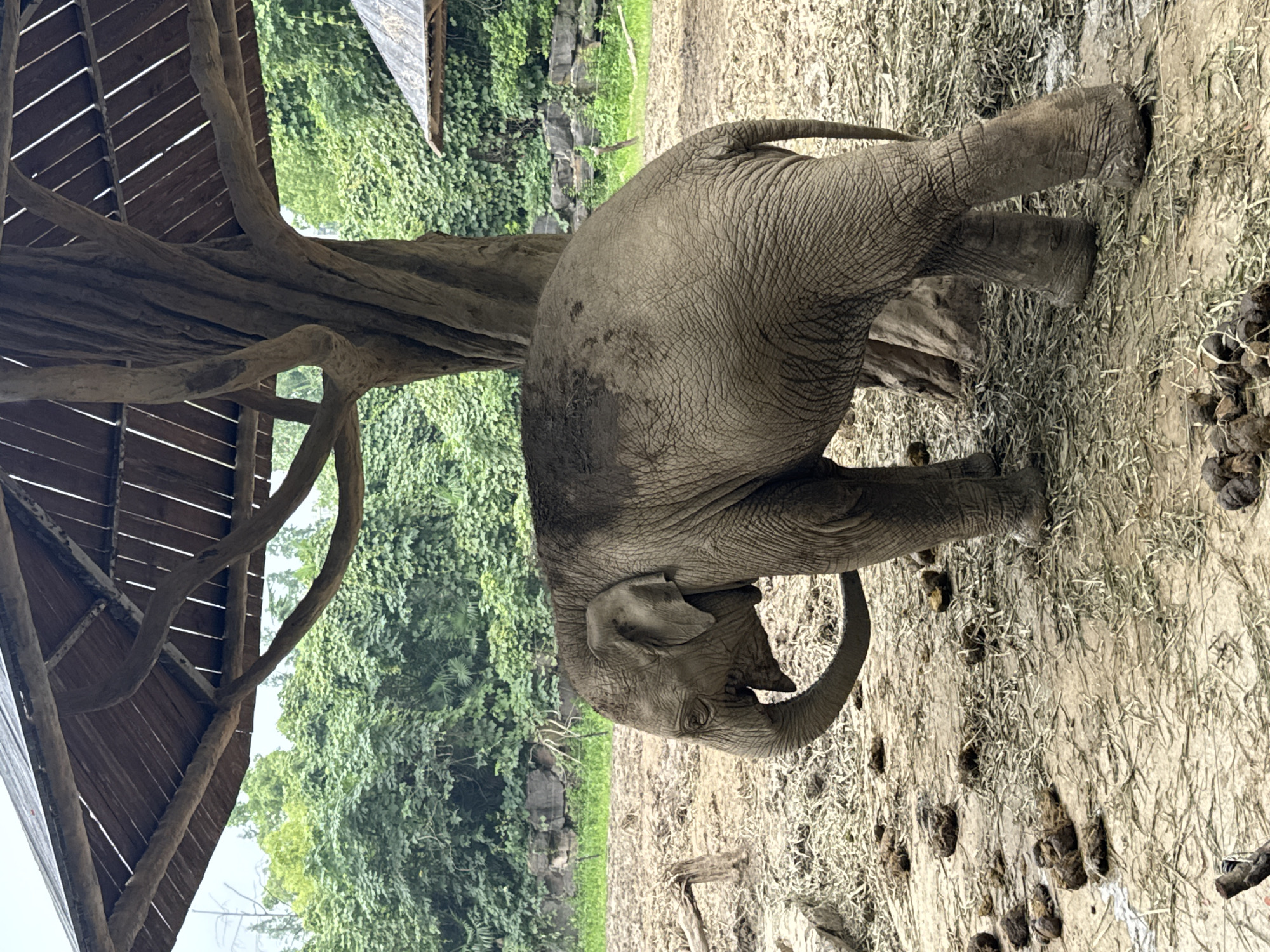 The image depicts an Asian elephant, exhibiting muddy skin, standing in an outdoor enclosure. The elephant is positioned to the left of a large, gnarled tree trunk, under a thatched roof structure supported by wooden beams. The ground is a mix of sand and dried grass, with visible elephant dung scattered around. In the background, dense green foliage forms a natural wall, with hints of rock formations and a further thatched shelter visible. The scene is consistent with an exhibit at the Shanghai Zoo, located in the Changning District of Shanghai, China, not Pudong. There are no humans visible in the frame, and the elephant is the sole subject.