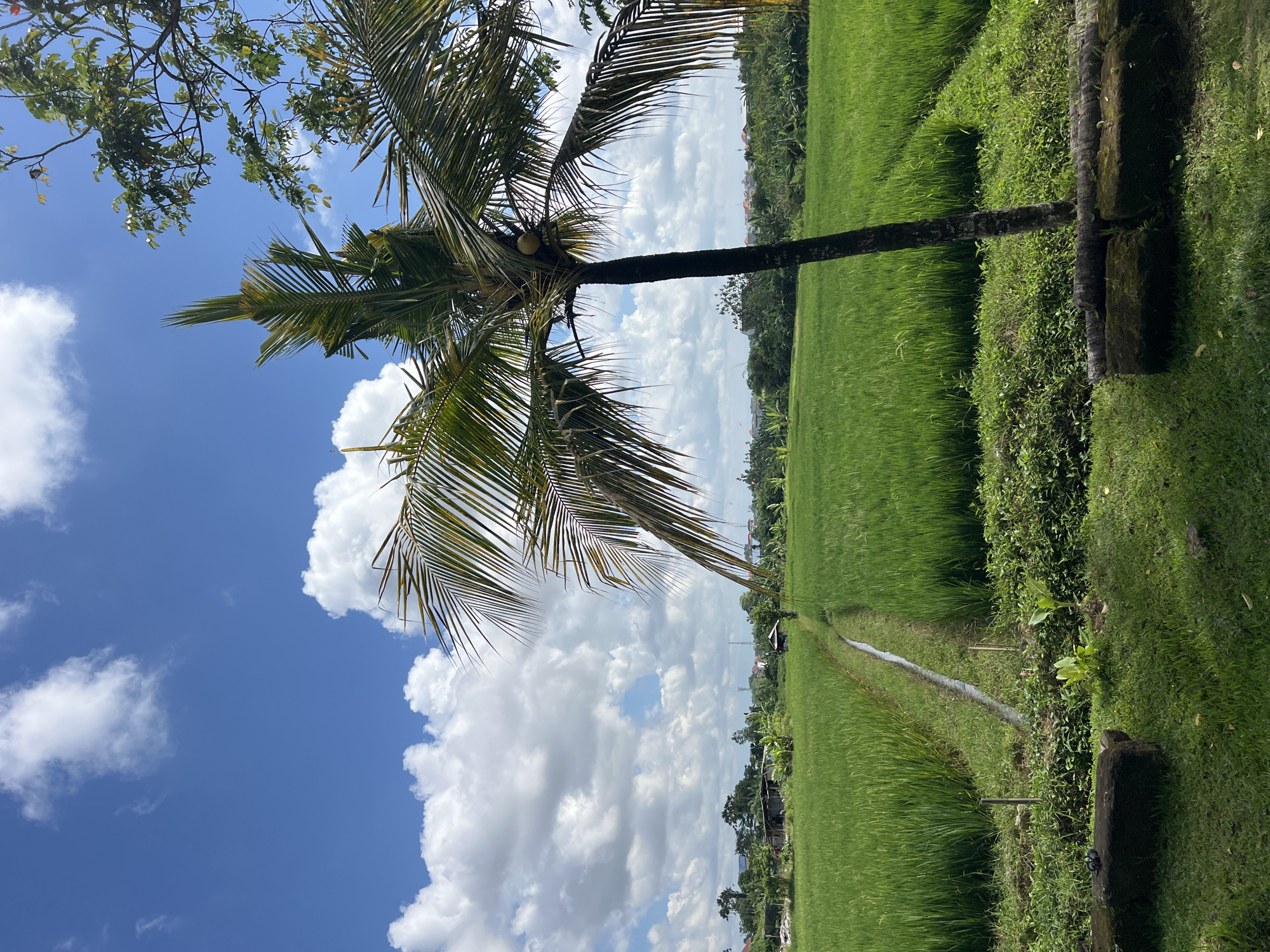 The image shows a lush, green rice field under a partly cloudy sky in Kerobokan Kelod, Indonesia. A tall coconut palm tree stands prominently in the foreground. A narrow irrigation ditch runs through the rice paddy. The vegetation alongside the field appears dense and green. Buildings and other vegetation are visible in the background, indicating a populated area.