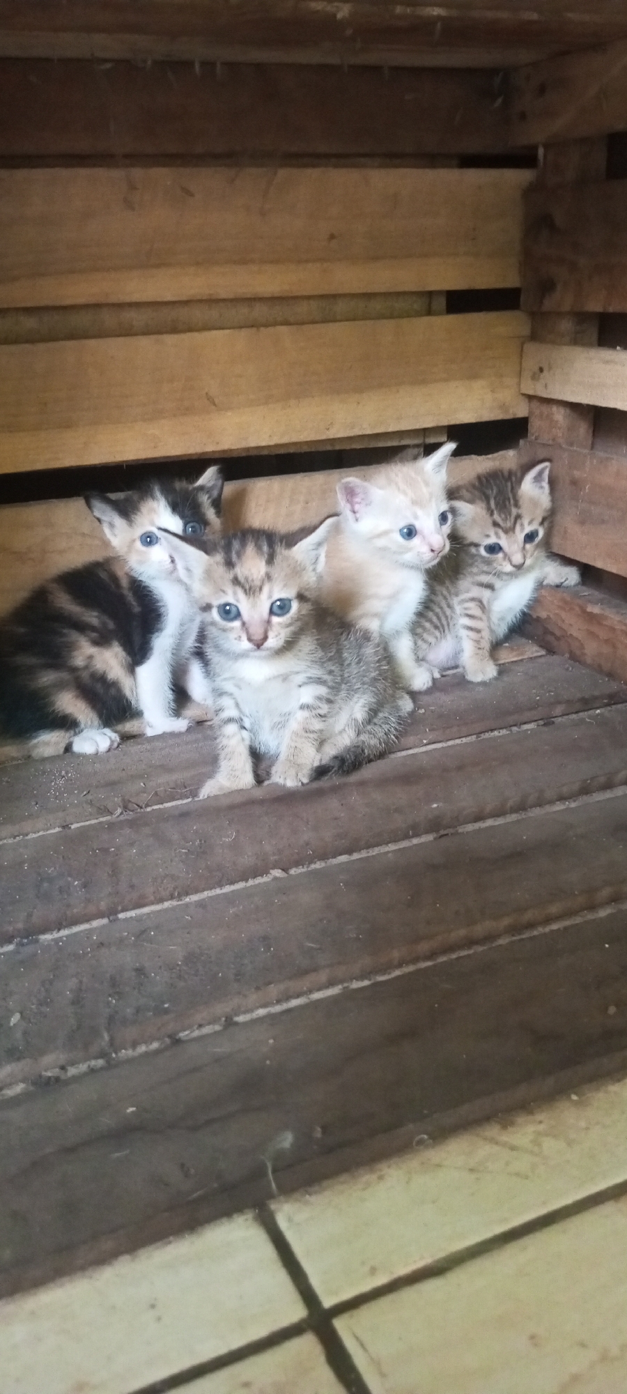 A group of four young kittens are gathered on a wooden floor within a wooden enclosure, possibly a crate or a rustic shelter. The kittens exhibit varied fur patterns and colors. One kitten on the far left has a calico pattern of black, white, and orange. The kitten next to it is a tabby with gray and black stripes. A light orange kitten is positioned behind the tabby, and another tabby kitten is to its right. All kittens have blue eyes and appear to be looking in different directions, with some gazing towards the viewer. The wooden surfaces are worn and have visible grain and texture. The overall environment appears to be utilitarian and somewhat aged. The location is identified as Lubangbuaya, Indonesia.