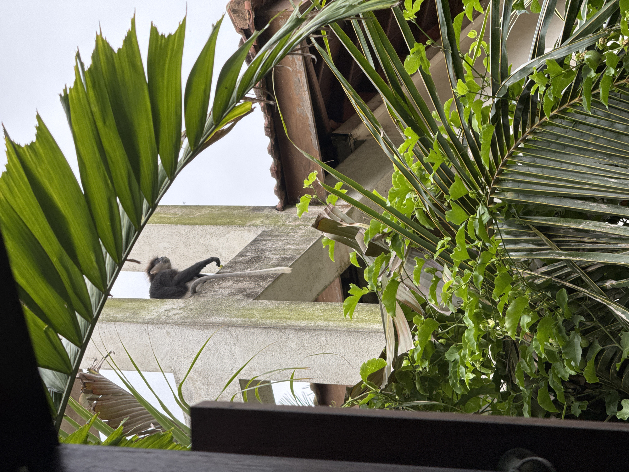 In Goviyapana, Sri Lanka, a dark-colored monkey with a long tail is perched on the ledge of a light-colored concrete structure. The monkey is facing to the right, with its head turned. In the foreground, lush green foliage of palm leaves and other plants partially obscures the view. The background shows a red-tiled roof and a pale sky.