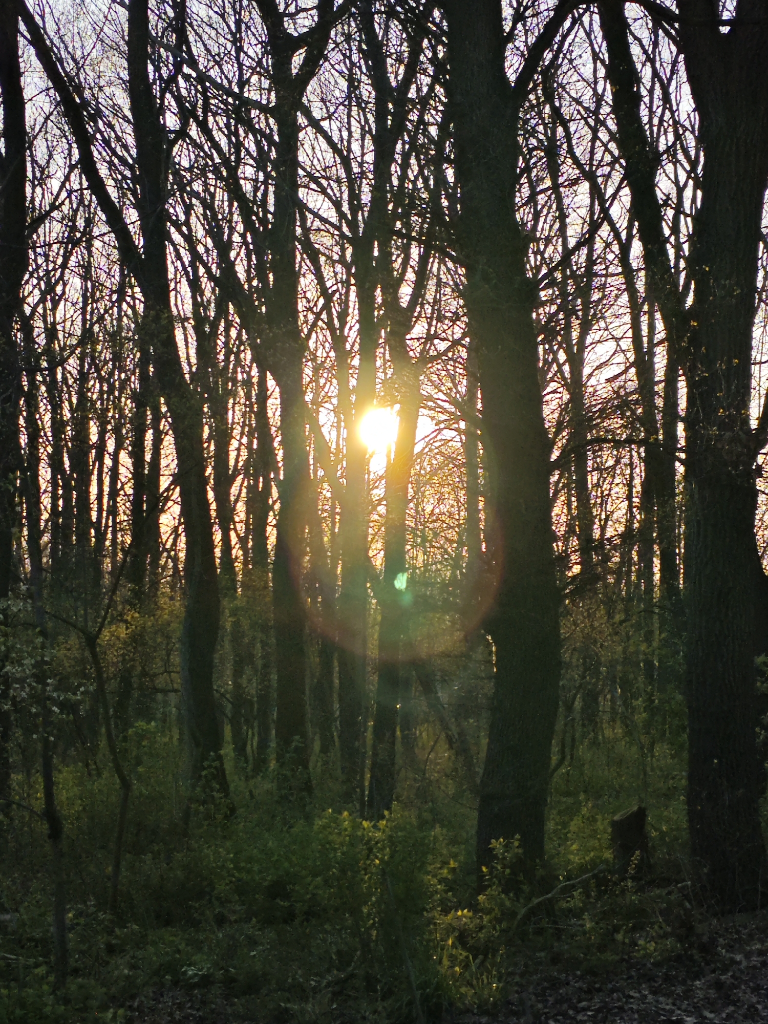 The image shows a forest scene in Pyatigorsk, Russia, with bare trees silhouetted against a bright sun. The sun is positioned centrally within the trees, creating a circular lens flare. The undergrowth is green and lush. The overall impression is of an early spring or late autumn scene, with a focus on the interplay of light and shadow within the forest.