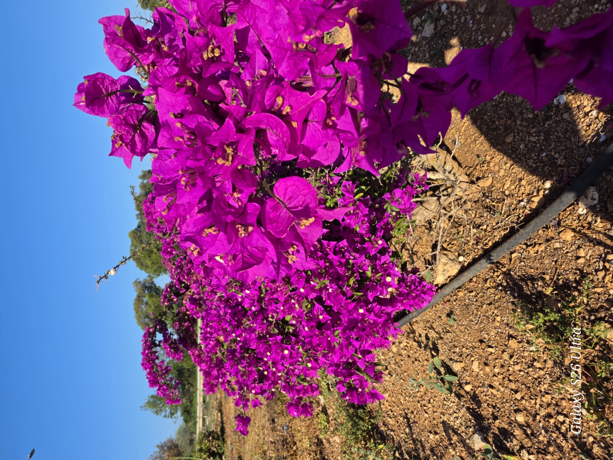The image shows a close-up of bougainvillea flowers in full bloom, with vibrant purple petals. The flowers cascade over a section of dry, brown ground interspersed with small rocks and sparse vegetation. A black irrigation pipe runs across the ground near the flowers. In the background, glimpses of trees, shrubs, and open land can be seen against a clear, blue sky. The image is oriented at an angle. The location is likely Paralimni, Cyprus, based on the context.