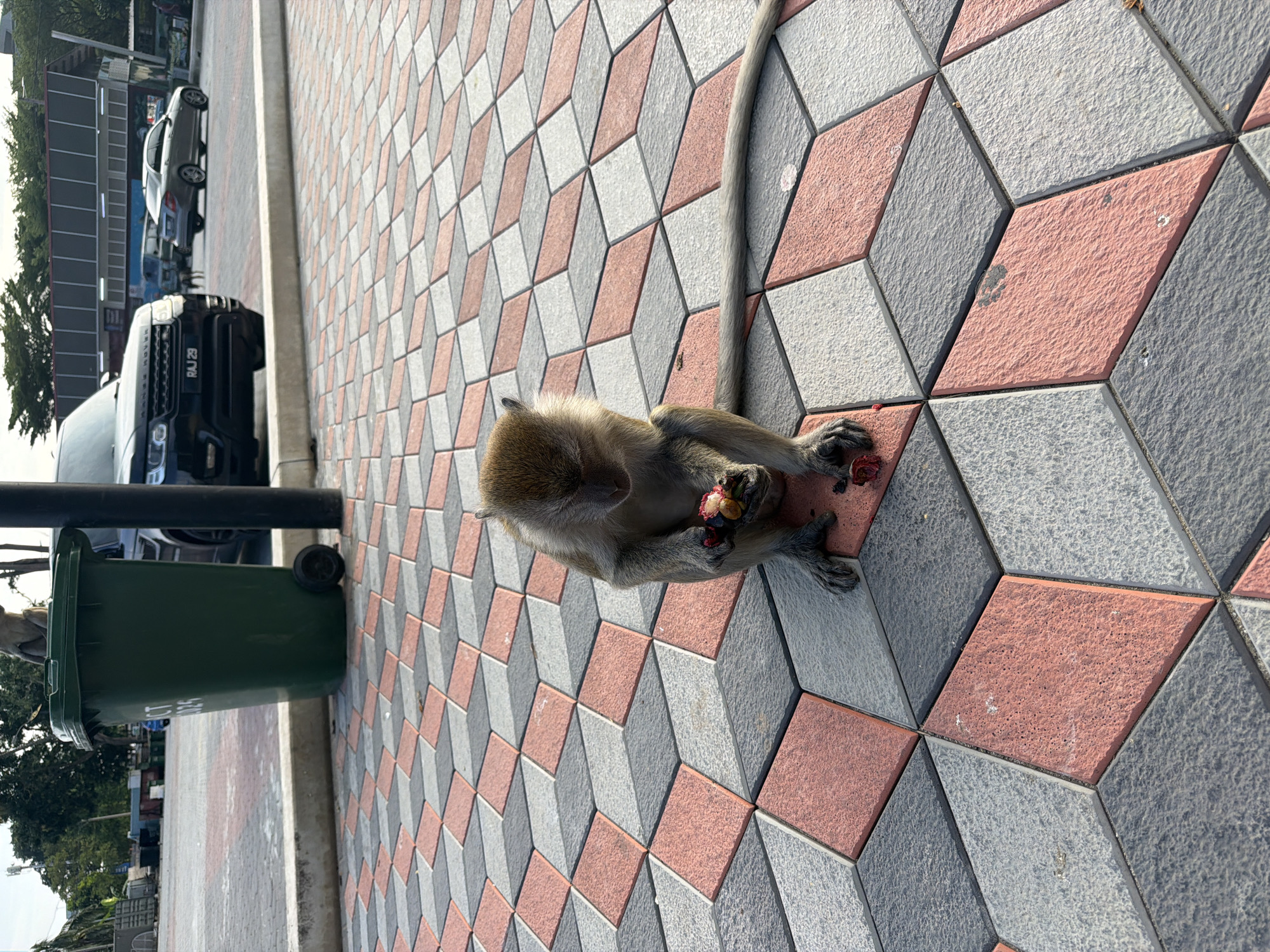 A monkey is seated on a paved area with a distinctive geometric pattern of interlocking diamond-shaped tiles in shades of gray, pink, and white. The monkey is holding pieces of fruit in its hands and appears to be eating. To the left of the monkey is a large, dark green trash bin with wheels. In the background, there is a black SUV with a license plate reading "RAJ 29", other vehicles, and a building with a corrugated roof. Trees and a cloudy sky are visible further in the background. The scene appears to be in an outdoor urban setting, possibly a parking lot or public area in Selayang Municipal Council, Malaysia.
