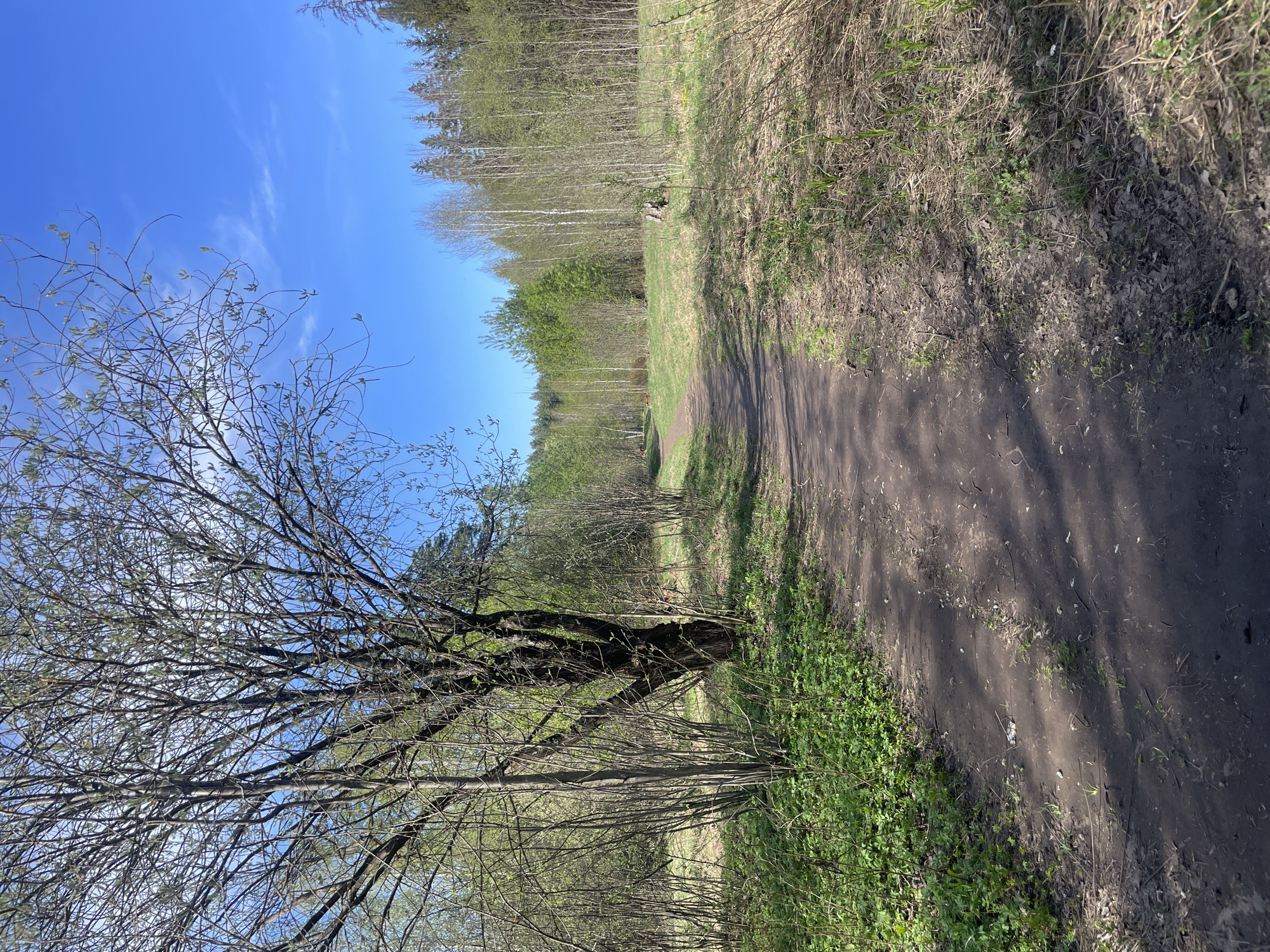 A dirt path stretches into the distance under a blue sky with wispy clouds. The path is flanked by trees and vegetation, with a dense forest visible in the background. A large tree with bare branches dominates the foreground on the left. The environment appears to be a natural setting, possibly a park or wooded area. Location: Unknown, Unknown, Unknown. There are no people visible in the image.