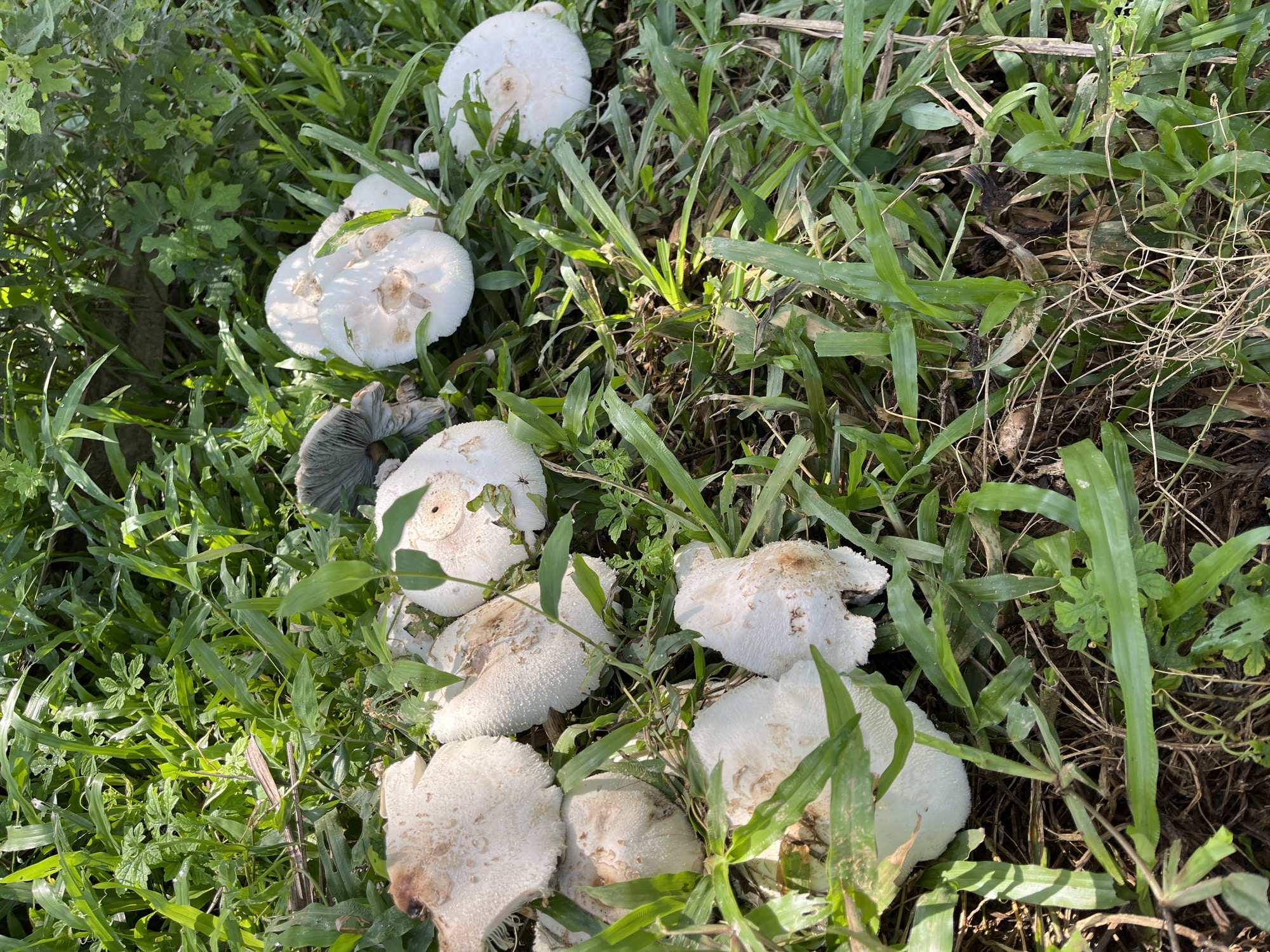 A cluster of white mushrooms is growing amongst green grass and other vegetation. Some of the mushrooms are intact, while others appear to be decaying or broken. The scene is outdoors, with sunlight filtering through the leaves, creating dappled shadows. The image is taken from a top-down perspective. There is no indication of human presence or activity. The location is specified as Sukajadi, Indonesia.