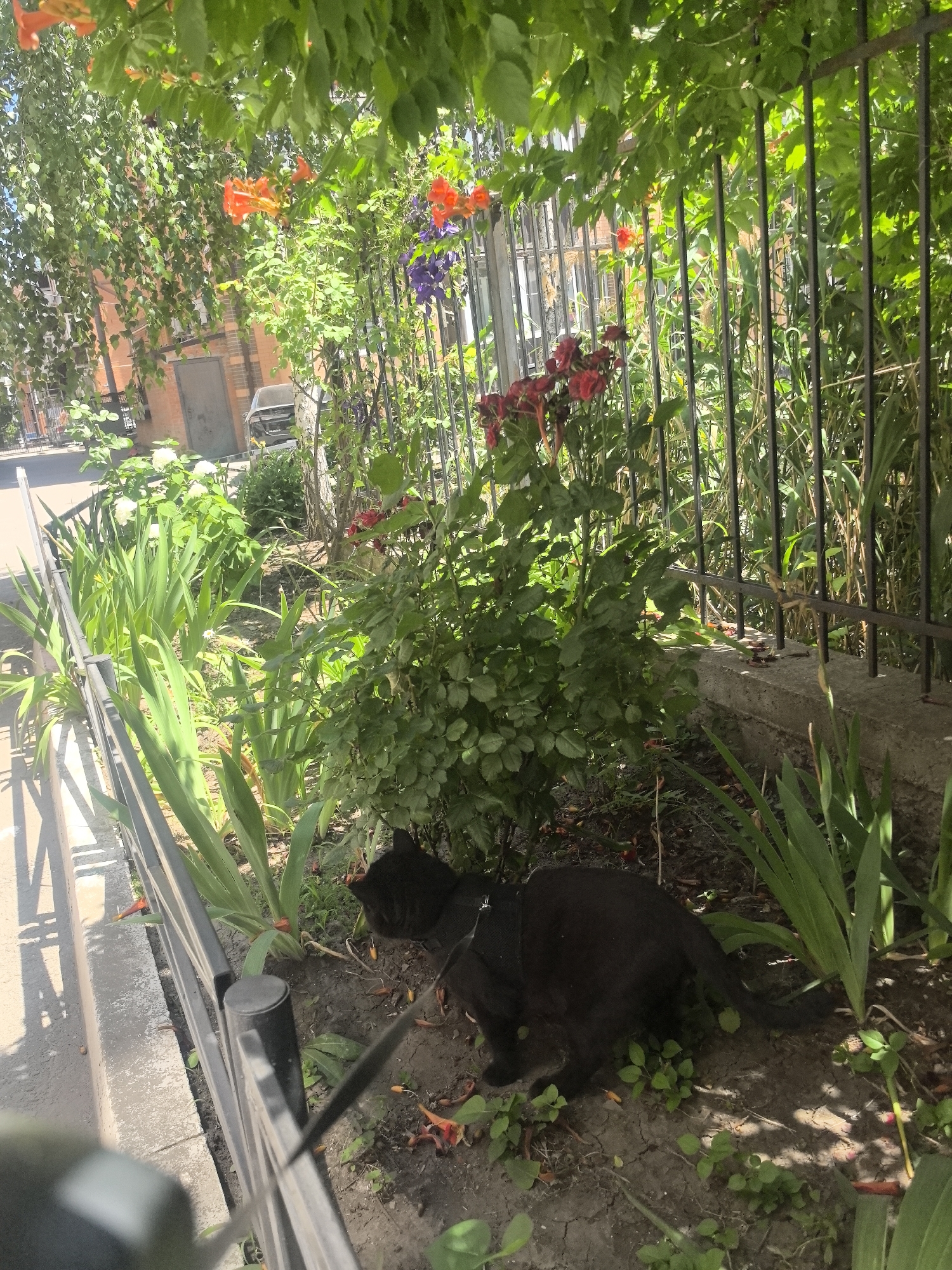 A black cat wearing a harness is crouched in a garden bed near a metal fence. The garden contains various green plants and some red and orange flowers. In the background, there is a brick building and a parked car. The image appears to be taken on a sunny day. The location is identified as Verkhnetemernitsky, Russia.