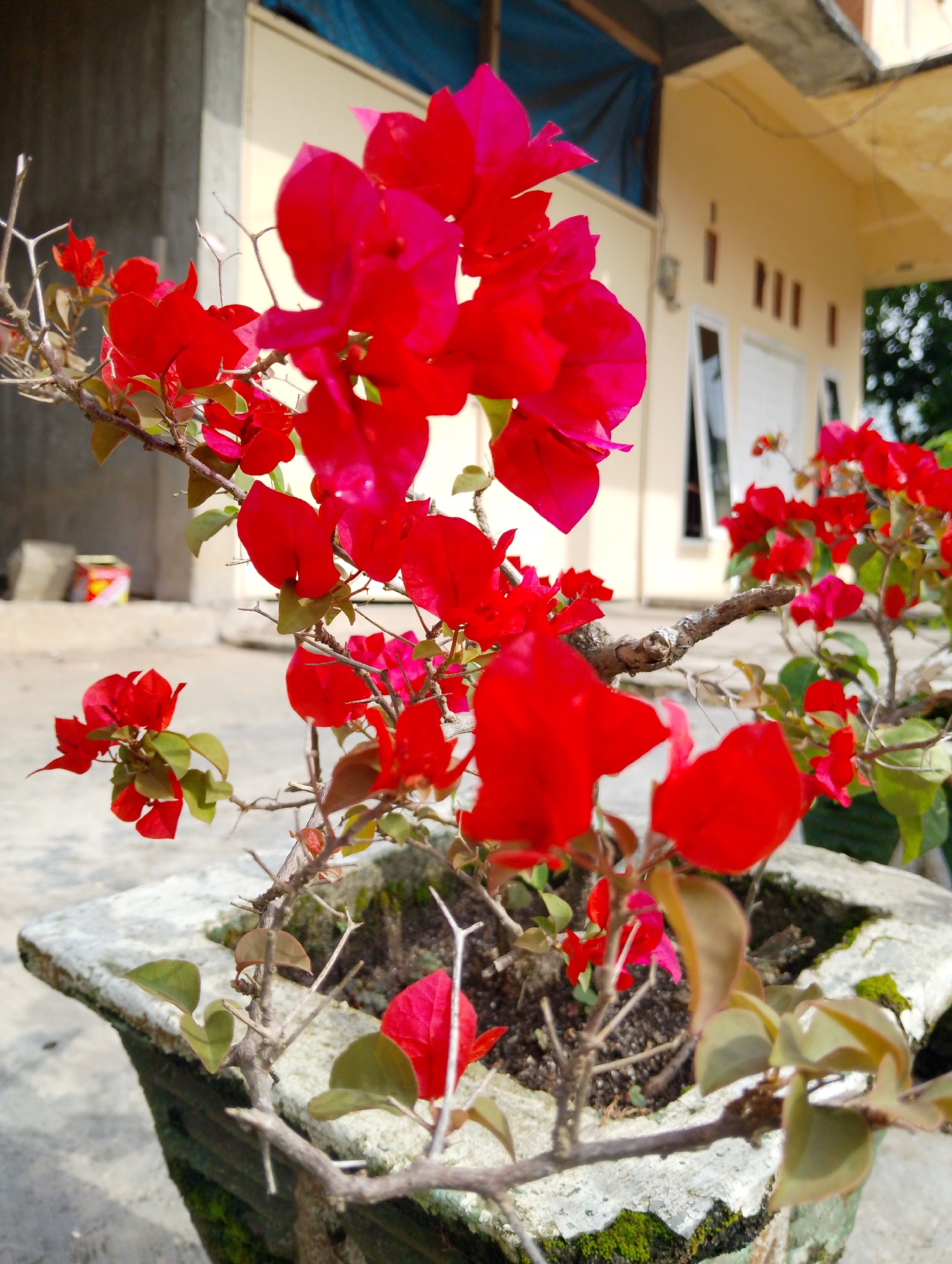 A close-up shot focuses on vibrant red bougainvillea flowers in a concrete planter. The planter shows signs of age with moss growth and a textured, weathered surface. The flowers are in full bloom, with some leaves still attached to the thorny branches. In the background, a building with light-colored walls and white-framed windows is visible, with a blue tarp covering part of the roofline. The ground appears to be paved, and a portion of a concrete structure is also in the background. The scene suggests an outdoor setting, likely a residential area in Serbelawan, Indonesia, given the architectural style and vegetation. There are no people or animals visible in the image.