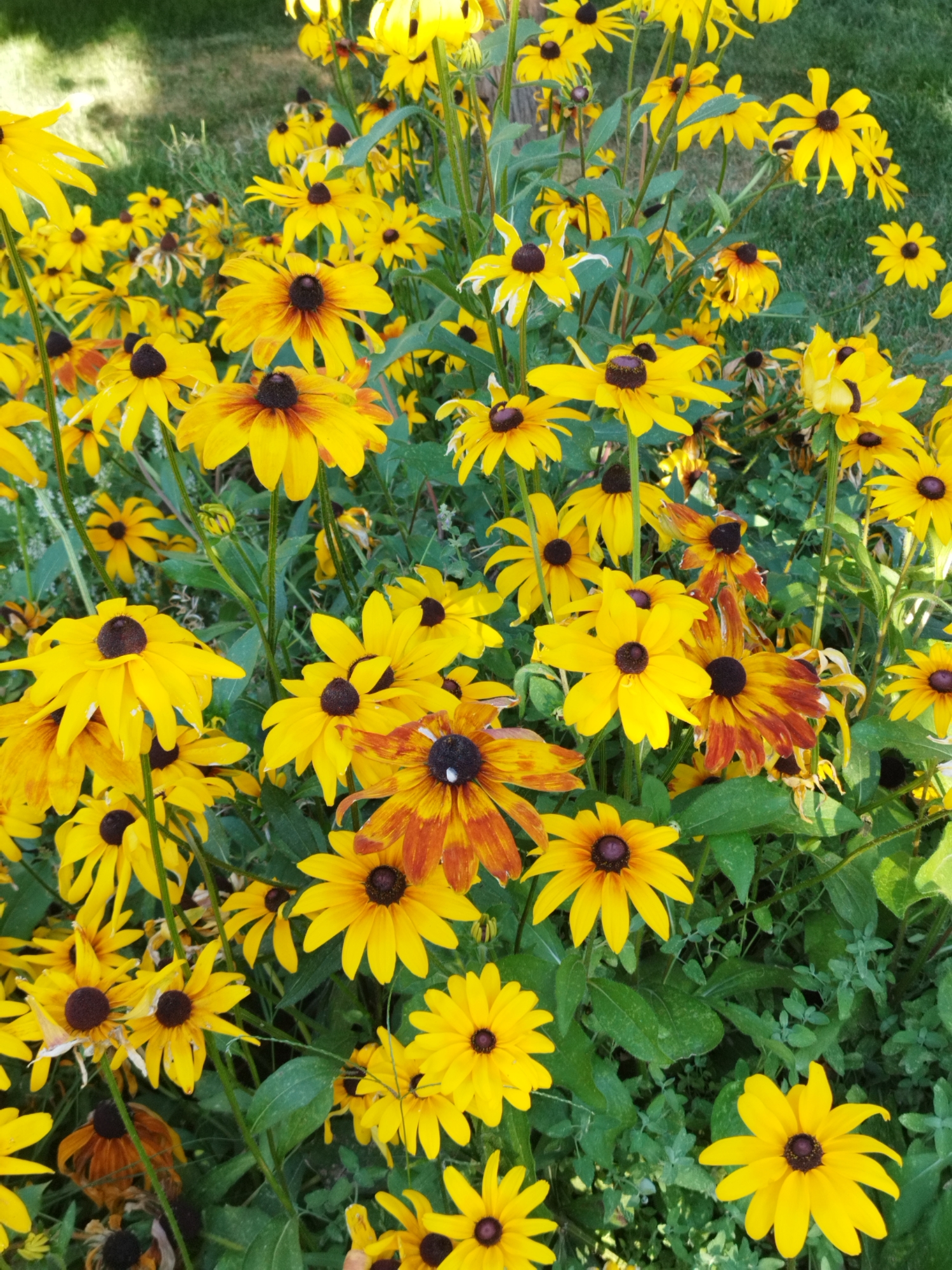 The image displays a close-up, eye-level view of a dense patch of Black-Eyed Susans (Rudbeckia hirta) in bloom. The flowers are predominantly yellow with dark brown to black centers. Some petals exhibit orange or reddish-brown hues, particularly towards their bases or on older blooms. The flowers vary in size and stage of bloom, with some fully open and others partially closed or wilting. The foliage is green and leafy, with some interspersed smaller plants and weeds. The background shows a blurred area of green grass, suggesting an outdoor setting, likely a garden or park. The lighting suggests it is daytime, with sunlight casting soft shadows and highlighting the textures of the petals. There are no people or animals visible in the image, and no specific landmarks or context to indicate a location in Bucharest, Romania.