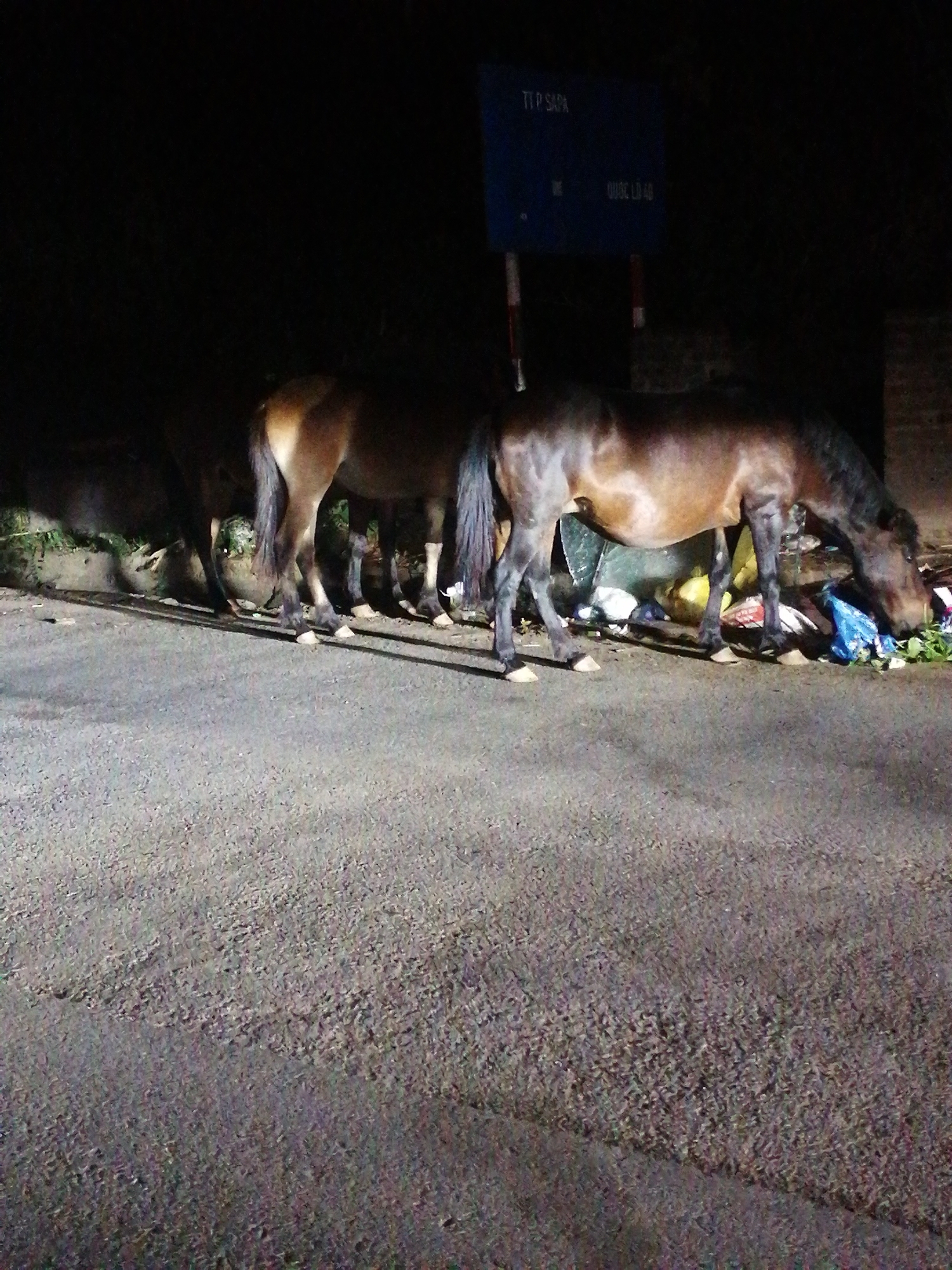 The image captures a nighttime scene along a road in Sa Pa Ward, Vietnam, featuring several horses foraging through discarded waste. The foreground consists of an asphalt road surface, illuminated by an unseen light source that casts long shadows.
In the midground, at least four horses, mostly brown or bay in color with dark manes and tails, are gathered along a concrete curb next to the road. The horse in the immediate right foreground is actively bending its head down, appearing to eat or sift through a large pile of garbage, which includes plastic bags and green plant matter. Other horses are partially visible behind it, also positioned near heaps of trash.
Above the horses and to the left, a blue rectangular road sign is visible, mounted on two poles. White text on the sign reads "TT P SAPA" (likely referring to Sa Pa Town) and "QUỐC LỘ 4D" (National Highway 4D), providing clear location cues. The overall setting is dark, emphasizing the artificial illumination on the road and the horses. The scene depicts an instance of domestic animals scavenging human refuse, highlighting aspects of their environment in a semi-urban or roadside context at night.