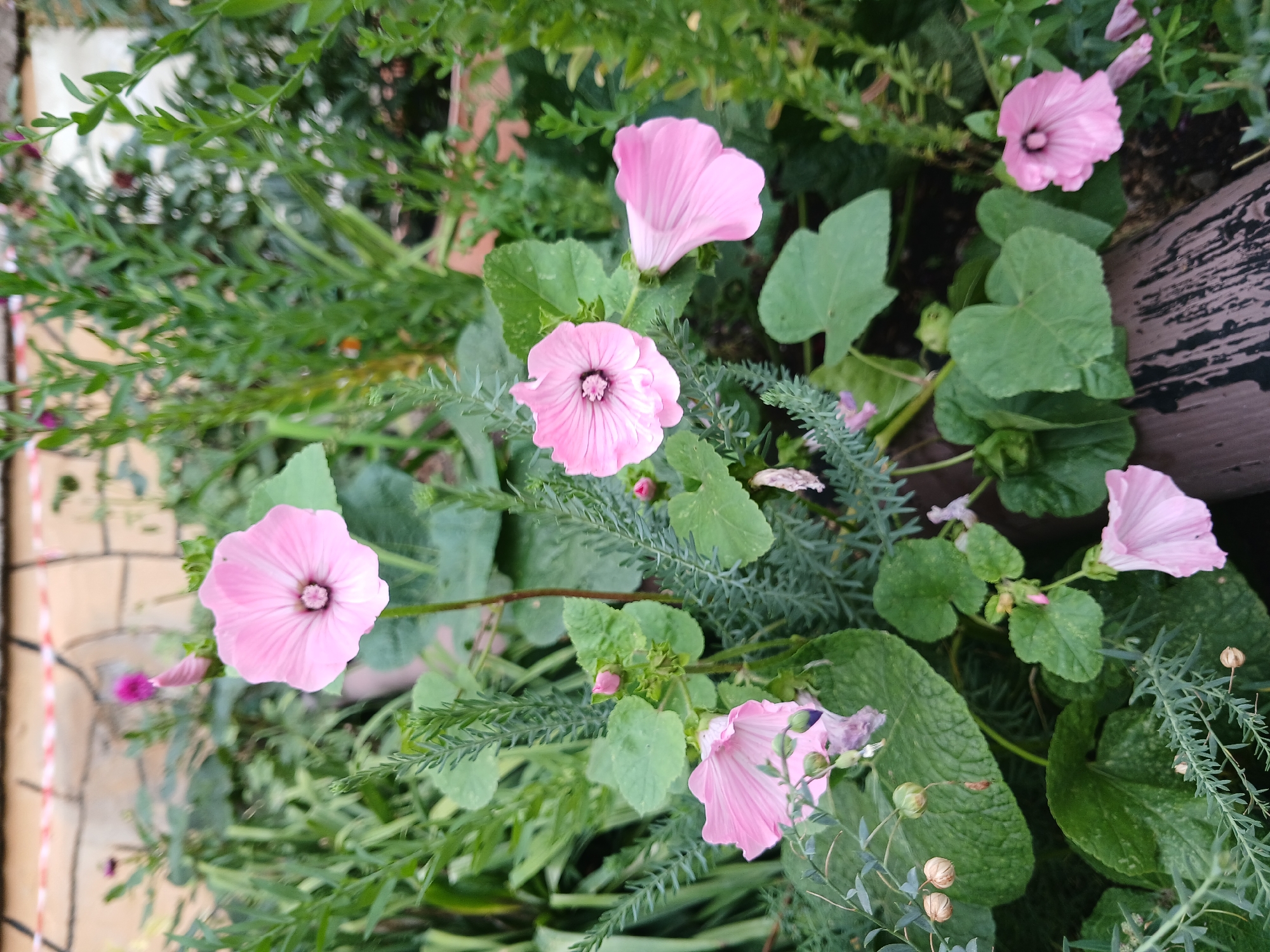 The image shows a cluster of pink mallow flowers with green foliage in what appears to be a garden setting. The flowers are various stages of bloom, with some fully open and others in bud. The background is blurred but suggests a wall with red and white tape and other greenery. The ground is not visible. This scene is located in the city of Щучинск қаласы әкімдігі, Kazakhstan.