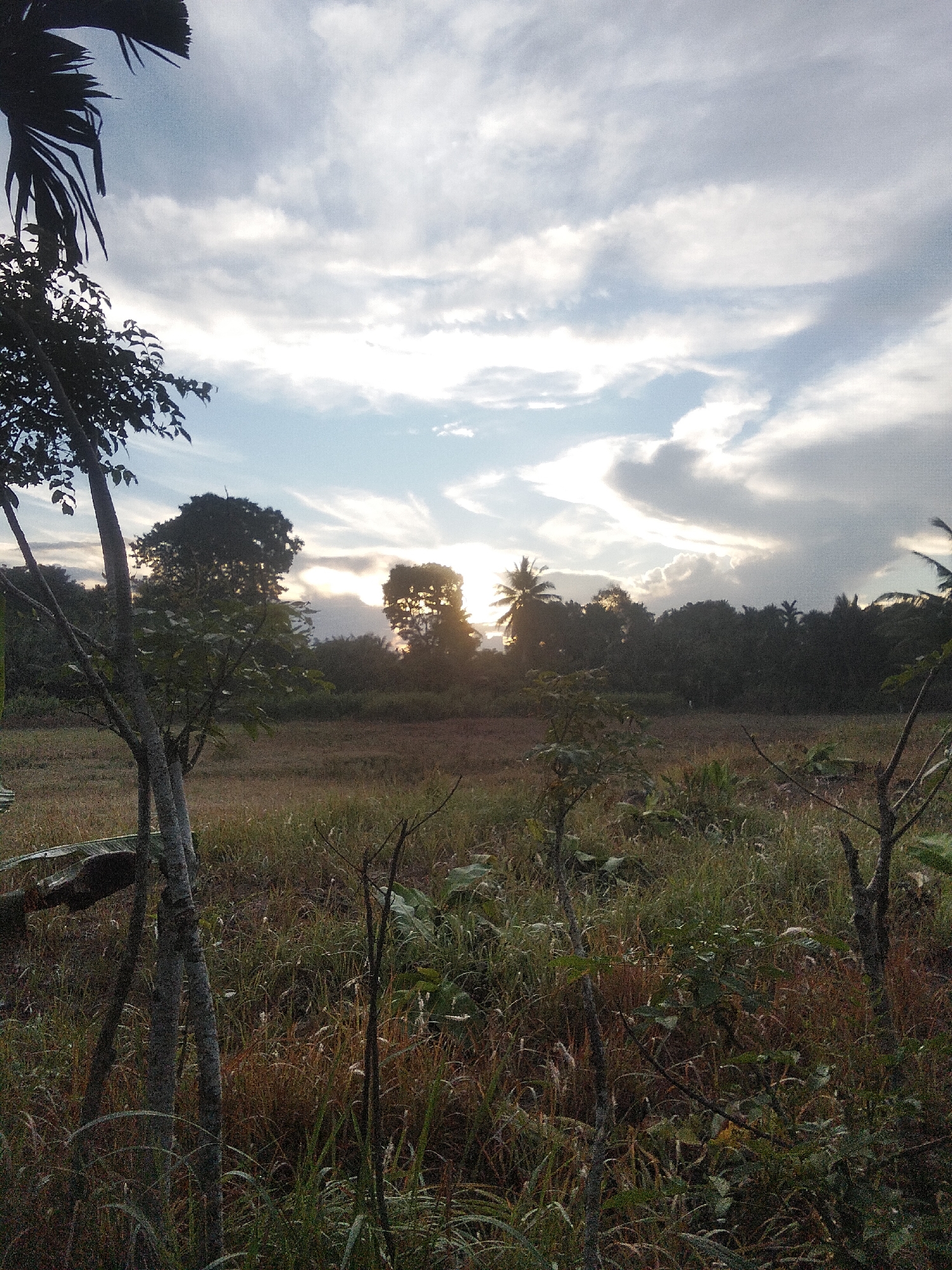 The image depicts a landscape scene, likely during the late afternoon or early evening, given the lighting conditions. In the foreground, there are several trees with slender trunks and leafy branches, partially obscuring the view of the background. The ground is covered with a mix of tall grasses and dry vegetation, with some patches of darker earth visible.
The middle ground features a field of dry, brown grass, suggesting a savanna-like environment or a recently harvested area. Beyond the field, a dense line of trees forms a dark silhouette against the sky. Among these trees, the sun is setting, with rays of light piercing through the foliage and clouds, creating a dramatic effect. The sky is filled with a mixture of clouds, some appearing wispy and white, while others are darker and more substantial, indicating potential weather changes or the approach of dusk.
The scene appears to be rural or undeveloped, possibly on the outskirts of Kruenglingka Barat, Indonesia. The presence of palm trees amongst the other trees suggests a tropical or subtropical climate. There are no people or animals visible in the image, making it a natural landscape photograph. The overall mood is serene and slightly melancholic, characterized by the subdued colors and the dramatic interplay of light and shadow.