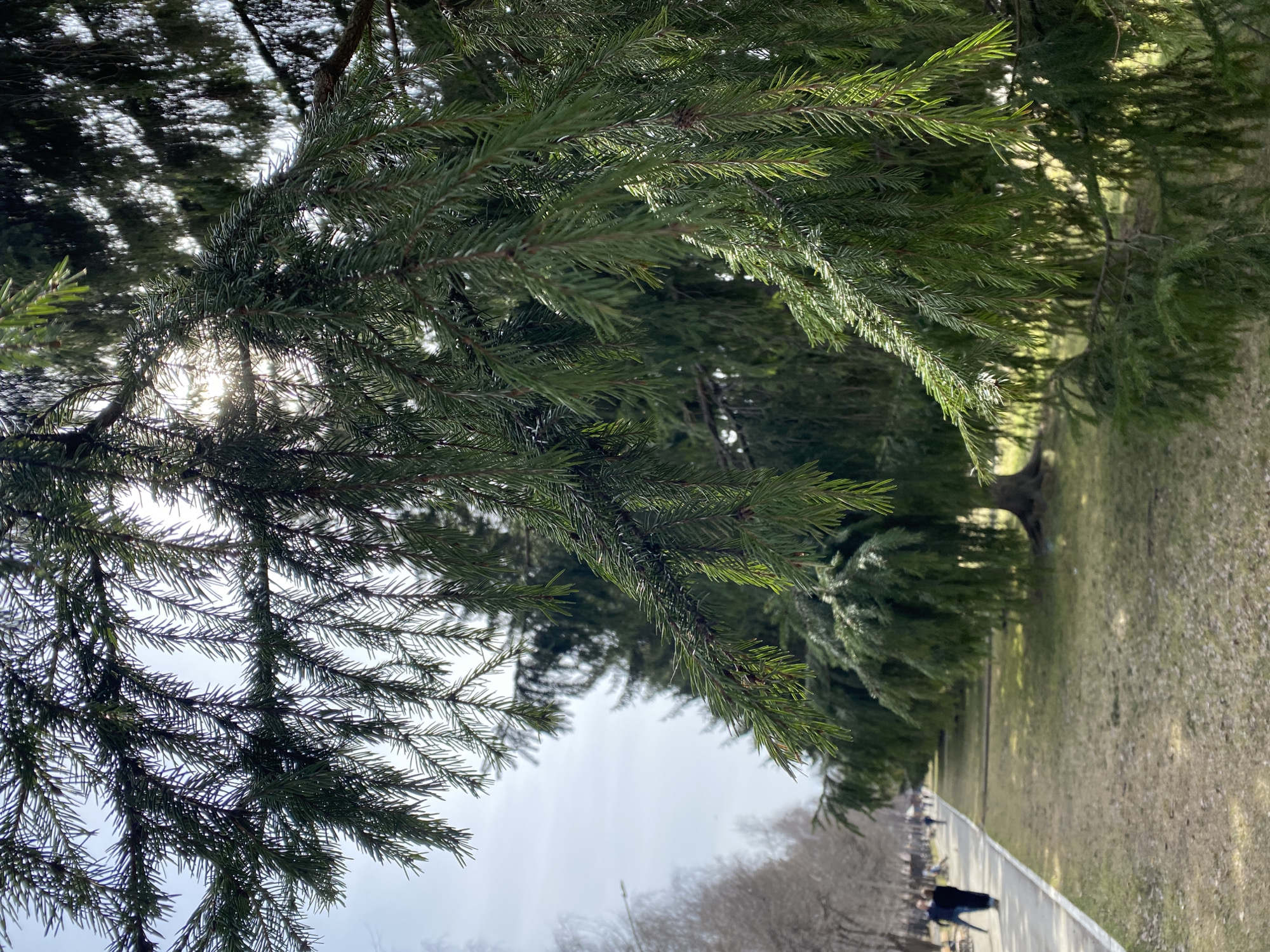 The image is taken from below a tree, looking up into its branches and needles. The sun shines through the leaves, creating bright spots. In the background, a path stretches into the distance, lined with trees. Several people are walking along the path. The scene appears to be in a park, and the presence of snow suggests a cool climate. Based on the prompt, this park is likely located in Yekaterinburg, Russia.