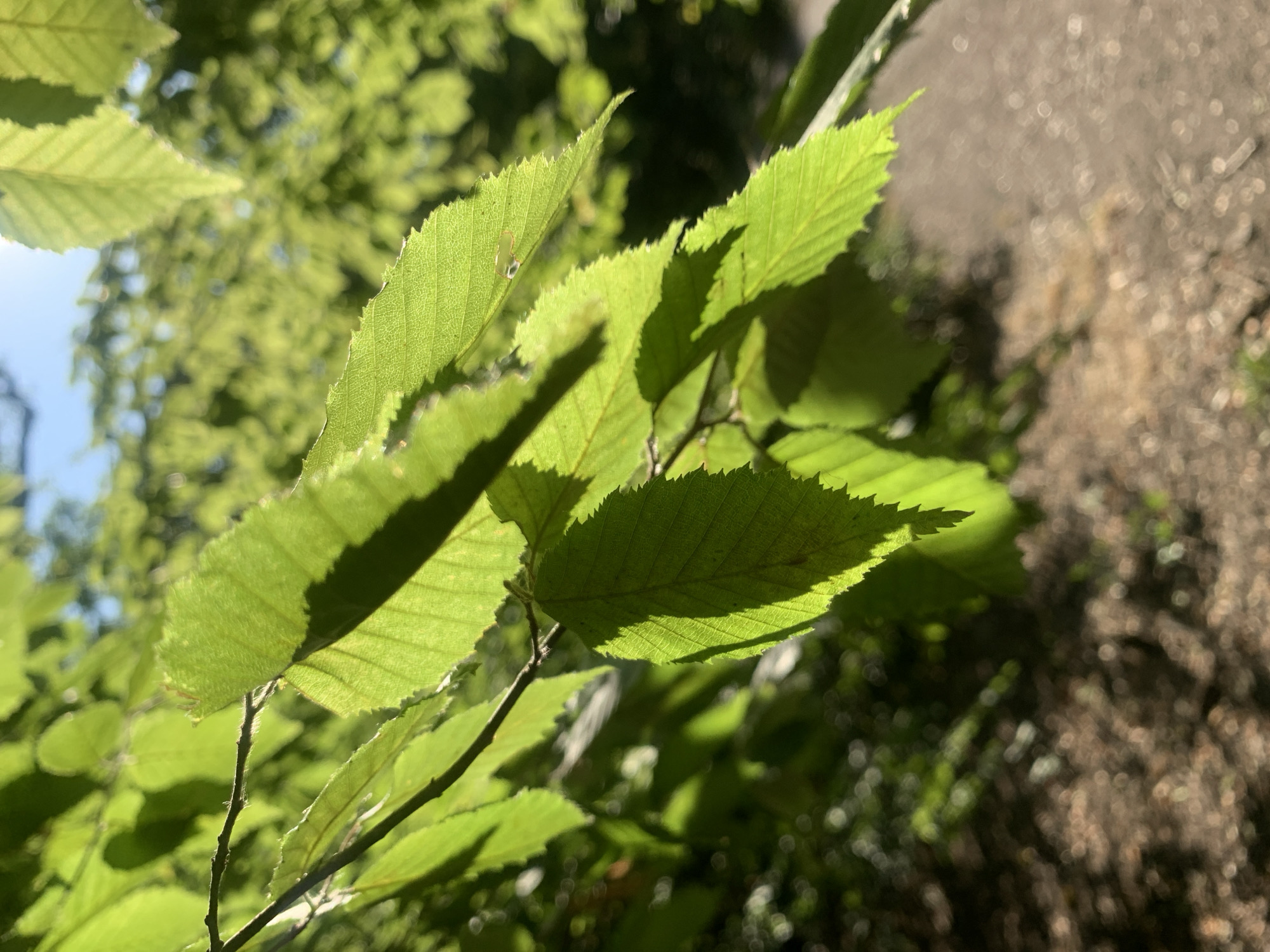 This is a close-up, eye-level, outdoor photograph of bright green leaves against a blurred background. The leaves are backlit by sunlight, causing them to appear translucent and highlighting their veins. Some of the leaves are in focus, showing serrated edges and a textured surface. Shadows from the leaves are cast onto other leaves and the branch. The background is a bokeh of green foliage and a hint of blue sky at the top right. Below the leaves, a blurred path or ground is visible, with dappled sunlight. The scene is devoid of people or discernible human activity. The natural setting suggests a park or garden. Without further information, it is impossible to determine the specific location within London, United Kingdom.