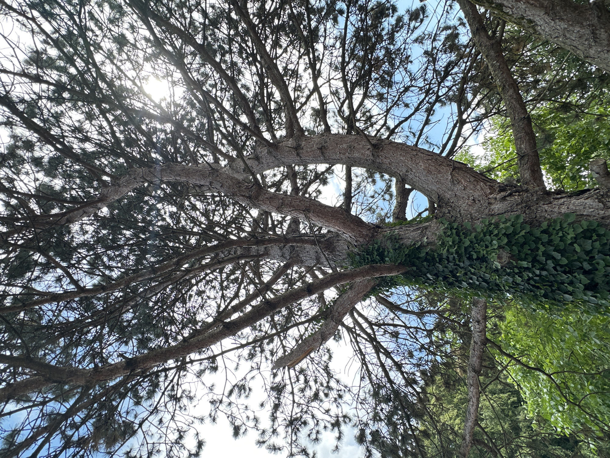An upward-facing shot captures the branches and trunk of a large pine tree, with a section of its bark covered in dense green ivy. The sky, a mix of blue with scattered clouds, is visible through the tree's needles and branches. Sunlight streams through the foliage, creating lens flare. In the background, the lush green leaves of other trees create a soft, blurred backdrop. The scene appears to be in a park or garden, possibly in Günzburg, Germany, given the presence of mature trees and the typical landscape often found in such locations. There are no people or animals visible in the image.