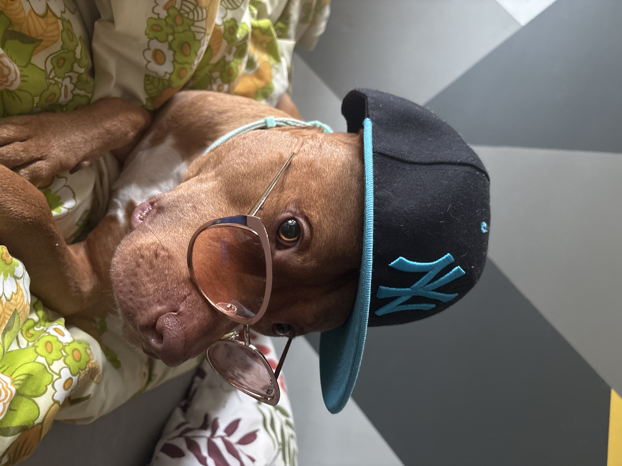 An indoor, close-up shot features a brown dog, likely a Pitbull or similar breed, lying on a bed or sofa in Sofia, Bulgaria. The dog is adorned with humorous accessories: a black baseball cap with a light blue brim and an embroidered "NY" logo in light blue, and a pair of rose gold-tinted sunglasses perched on its snout, with one lens dangling. A thin, light blue cord is visible around its neck.
The dog's head is tilted sharply to the left, and its dark eyes are looking directly at the camera, conveying a calm and somewhat curious expression. Its fur is short and reddish-brown, with hints of white on its chest or belly. The dog is resting on bedding that displays two distinct patterns: one with a retro floral design in shades of green, yellow, and white, and another with maroon leaf-like motifs. The background behind the dog consists of a wall with a geometric pattern in varying shades of gray. The lighting suggests it is daytime. No specific activity is occurring beyond the dog resting and appearing to 'pose' for the camera.