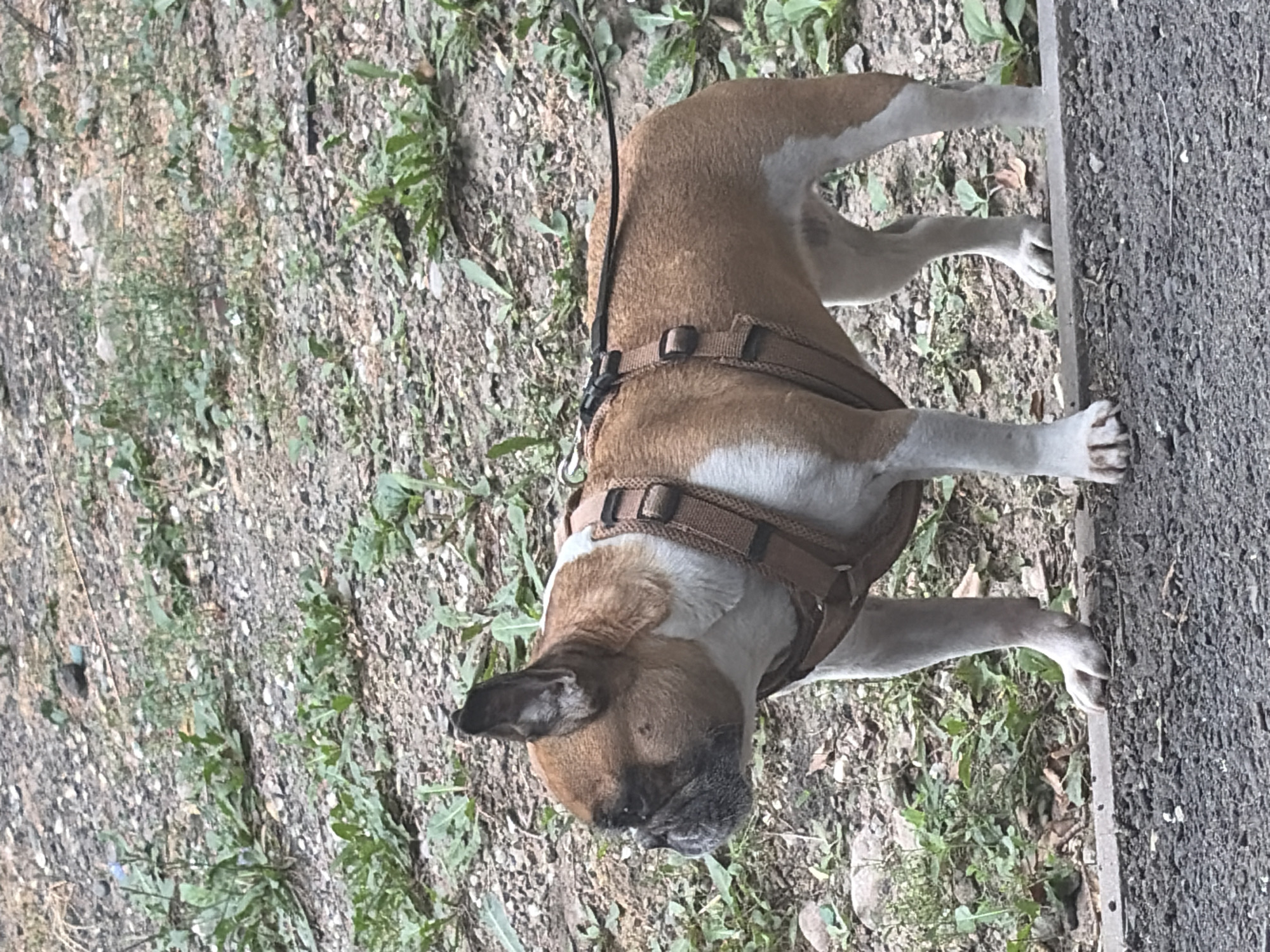 An adult French Bulldog, fawn and white in color, stands on a paved path with its body facing right and head turned left, looking off-camera. The dog is wearing a brown harness with a black leash attached. The background consists of a sloped, rocky embankment with sparse green vegetation. The overall lighting suggests an outdoor daytime scene. No specific landmarks of Almaty, Kazakhstan are visible.