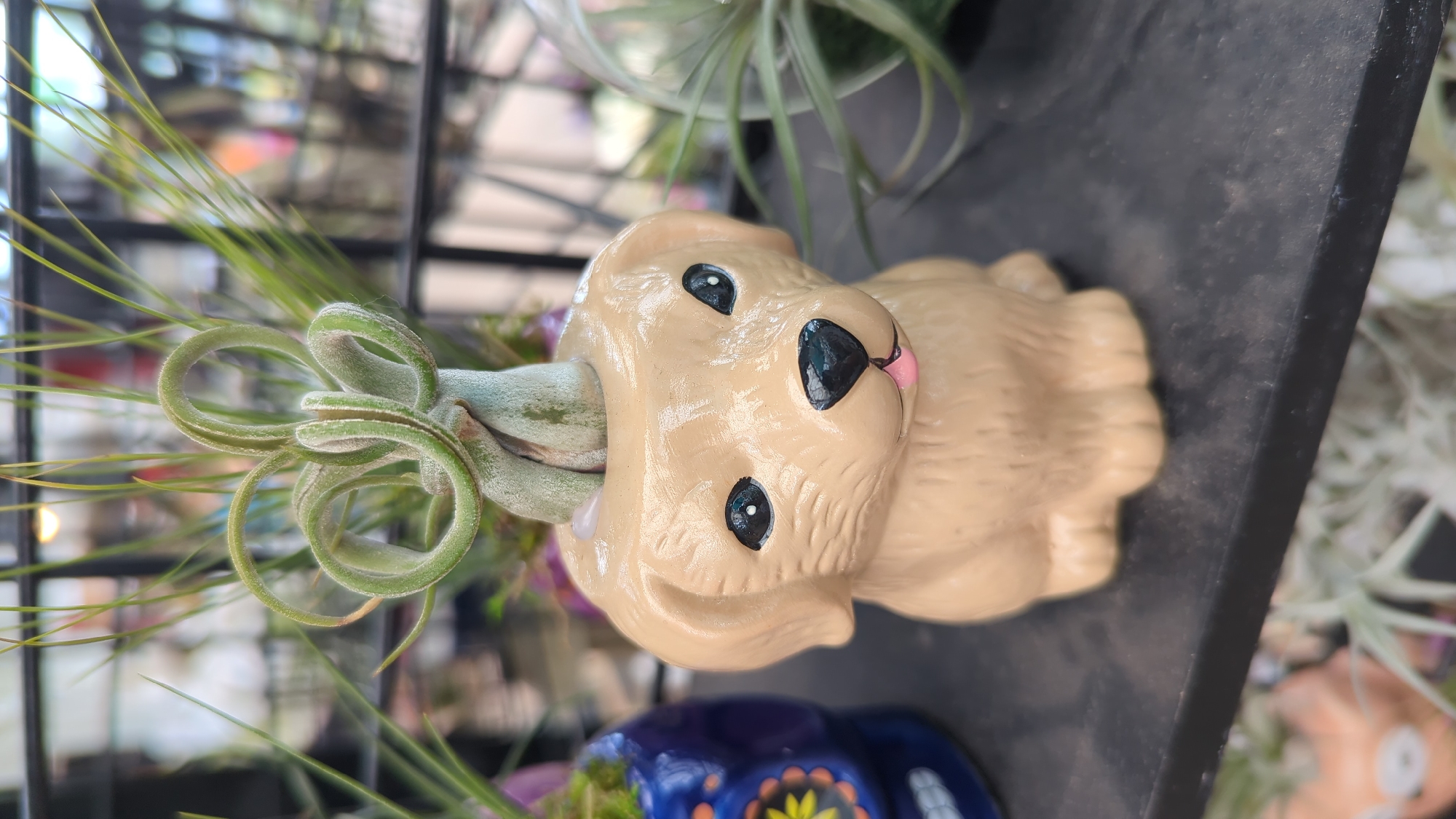 A close-up, eye-level shot focuses on a light tan, ceramic dog planter containing a curly, green air plant that sprouts from its head. The planter depicts a cartoonish dog face with black eyes, a black nose, and a pink tongue peeking out. The air plant’s leaves curl and twist, creating a whimsical top for the planter. The planter sits on a black, dusty shelf. In the background, blurred shelves are visible, displaying more plants and decorative items, including a blue, sugar skull-shaped planter to the left. The scene appears to be indoors, possibly in a plant shop or nursery, with artificial lighting visible in the background. The location is not specified in the image or its context.