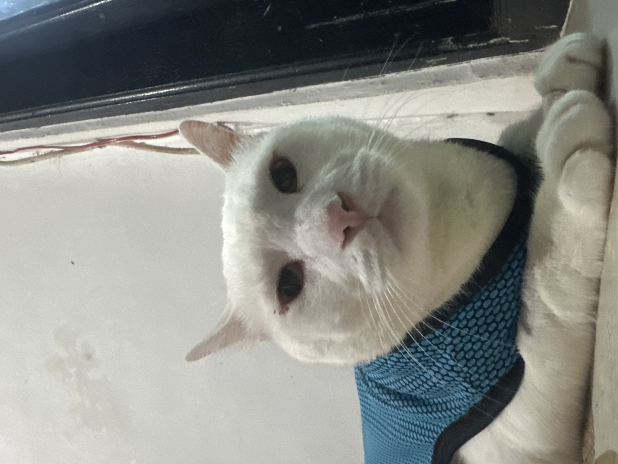 A close-up shot, taken indoors, shows a white cat wearing a blue harness. The cat's head is tilted, and it's looking directly at the camera. The cat's paws are visible on the right edge of the frame. A window frame is visible in the top of the shot and a wall is visible. There is white wiring on the wall. The location is in North Jakarta, Indonesia.