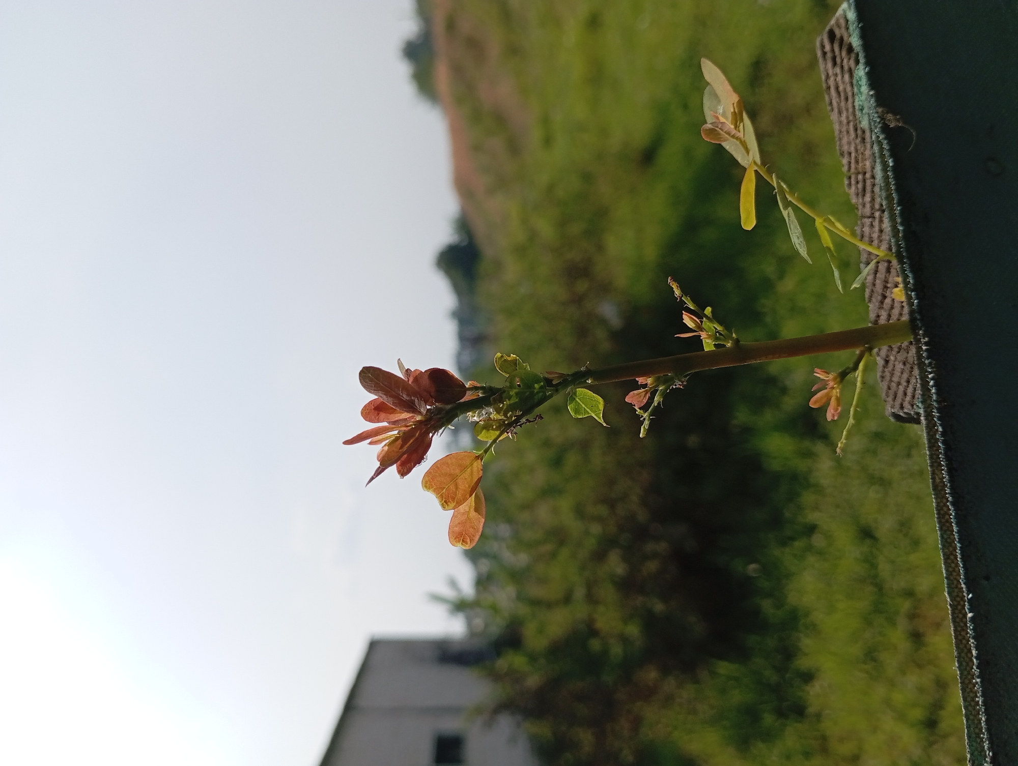 A young plant with reddish-brown new leaves is growing from a planter box in Lemahbang, Indonesia. The plant is positioned in the center of the frame, with a blurry background consisting of green vegetation, a light-colored building on the left, and a hazy sky. The planter box is dark green and has a textured edge. Several ants are visible on the plant stem and leaves. The lighting suggests it is daytime, with the sun possibly behind the viewer, casting soft light on the scene.