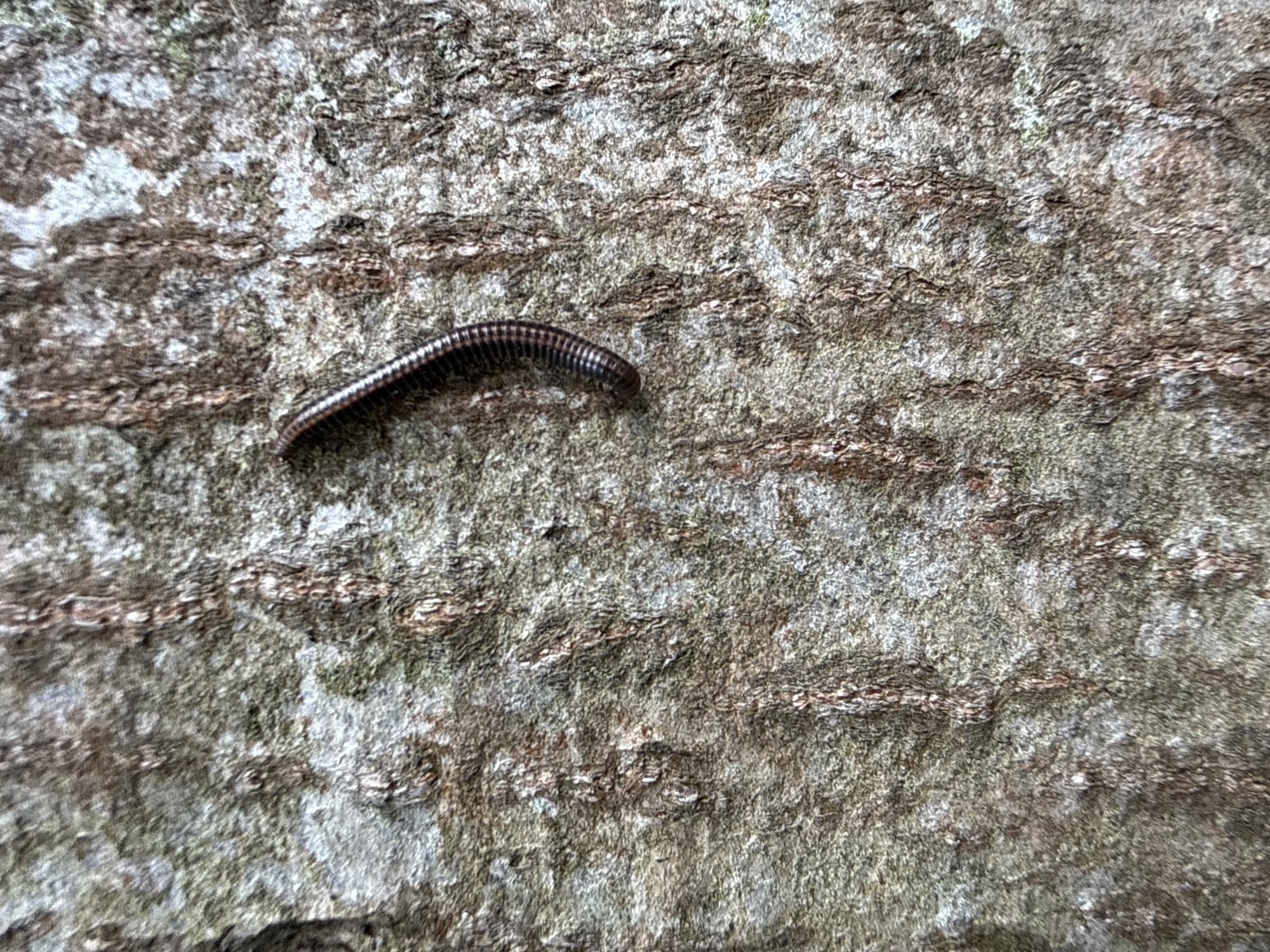 A close-up, vertical photograph captures a single millipede traversing or resting on a section of tree bark. The millipede, approximately 5-7 centimeters in length, is dark brown to black with distinct lighter segmented bands along its dorsal surface. It is positioned in the upper-right portion of the frame, curving slightly downwards and to the right. The background consists of highly textured tree bark, exhibiting deep fissures and raised ridges. The bark's coloration is a mix of grays, browns, and subtle greenish patches, indicative of natural outdoor conditions and possibly the presence of lichen or moss. Ambient light illuminates the scene, highlighting the rough surface of the bark and the segmented structure of the millipede. The image depicts this natural scene within the city of Saint Petersburg, Russia.