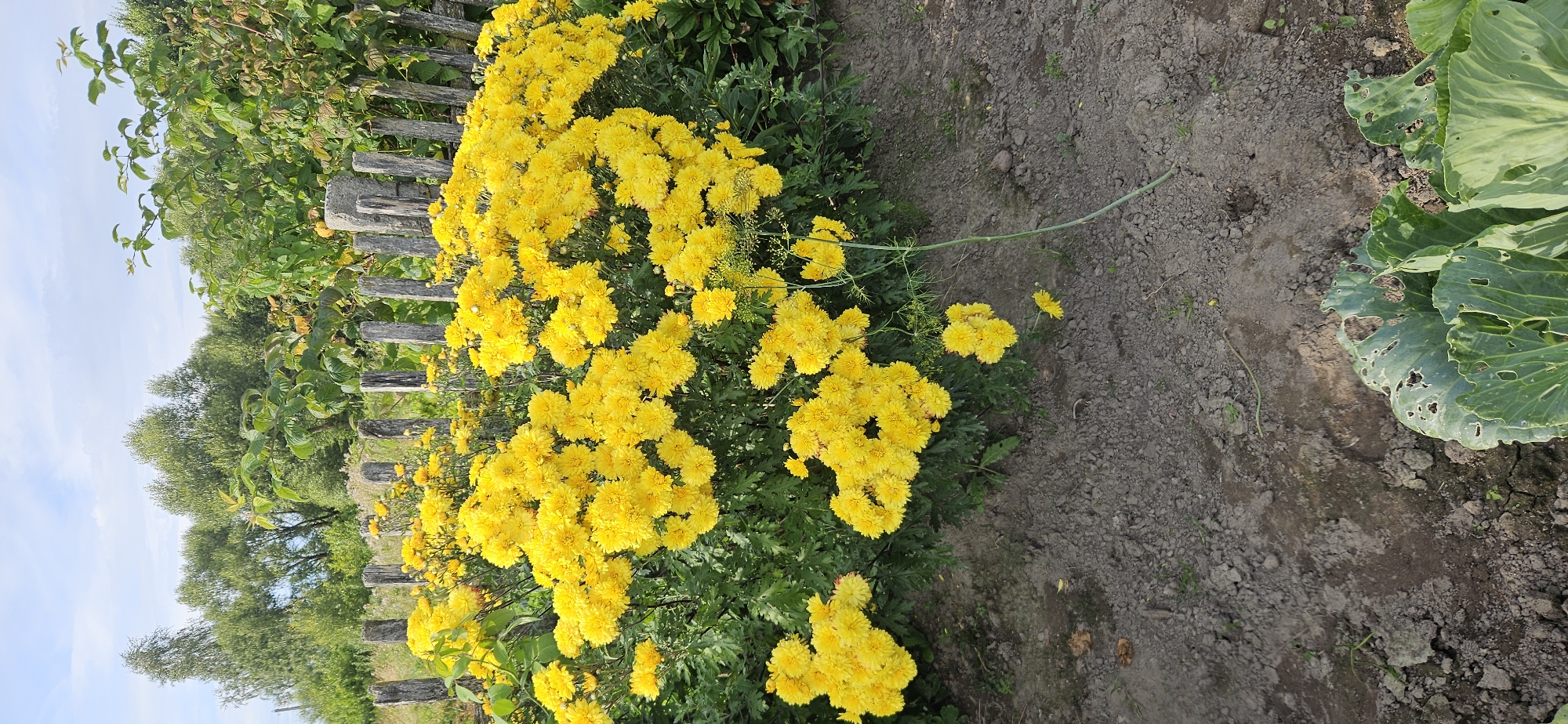 In a rural setting, likely in Мазалаўскі сельскі Савет, Belarus, a vibrant display of yellow chrysanthemum flowers dominates the foreground. The flowers are clustered densely, with many blooms forming spherical shapes. Behind the flowers, a rustic wooden fence, made of vertical wooden posts, separates the garden from a backdrop of lush green trees and foliage. The ground in front of the flowers is bare earth, with a few scattered leaves and small stones. In the lower right corner, the edge of a large, leafy green vegetable, possibly cabbage, is visible, showing signs of having been eaten by insects. The sky above is partly cloudy with patches of blue visible. The scene suggests a natural, possibly overgrown, garden environment under daylight conditions.