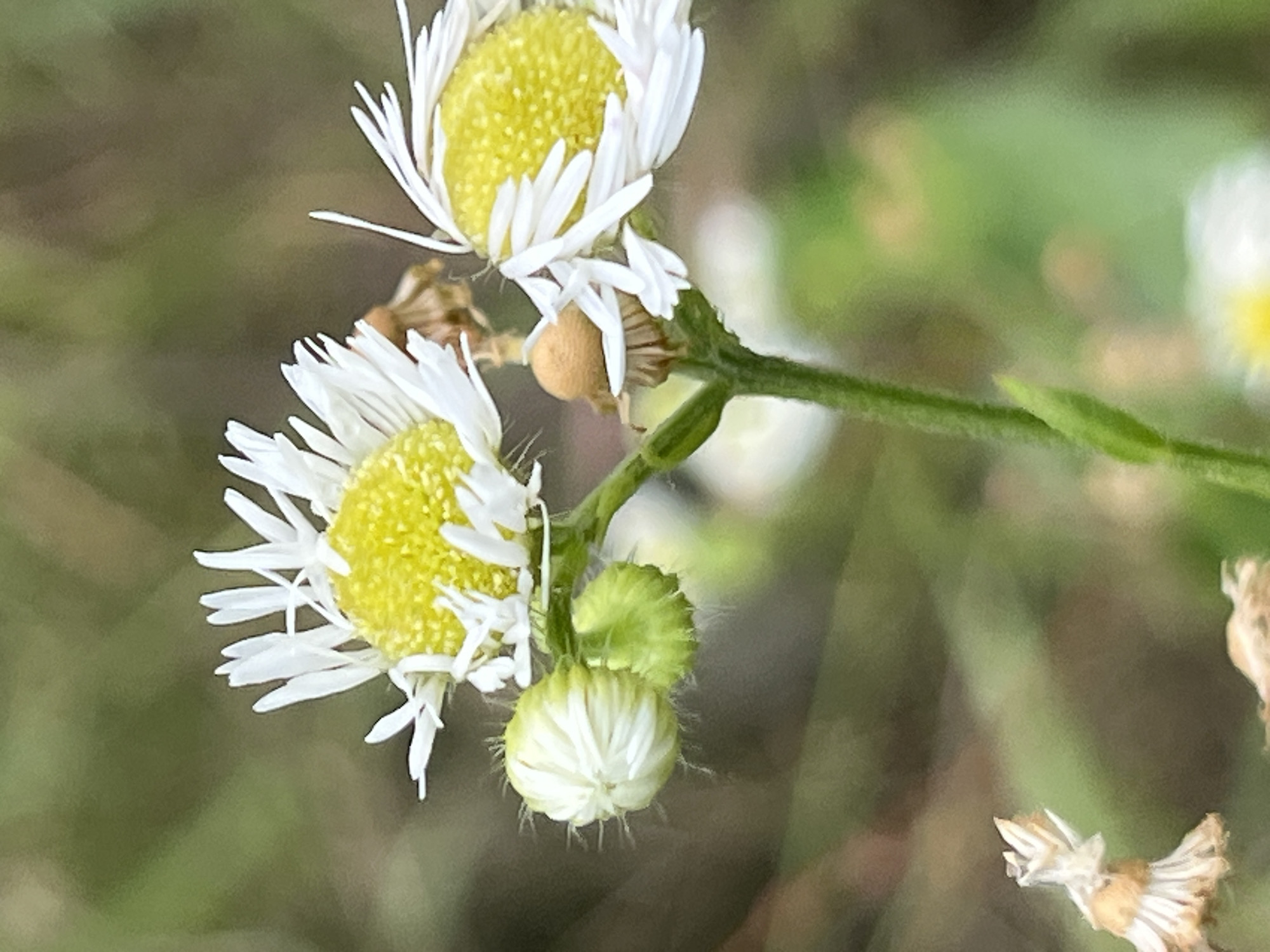 A close-up, vertical shot features two white daisy-like flowers with bright yellow centers. One flower is in full bloom on the right, with delicate white petals fanning outwards. To the left of it, another flower is partially bloomed, revealing its yellow center and white petals. Below the blooming flowers are two green buds with white tips and fine hairs, suggesting they are also developing daisies. The stem of the flowers is green and fuzzy. The background is a soft blur of green and brown, indicating a natural outdoor setting, possibly a park or garden. There are no people or animals visible in the image. The image's focus is on the intricate details of the flowers and buds.