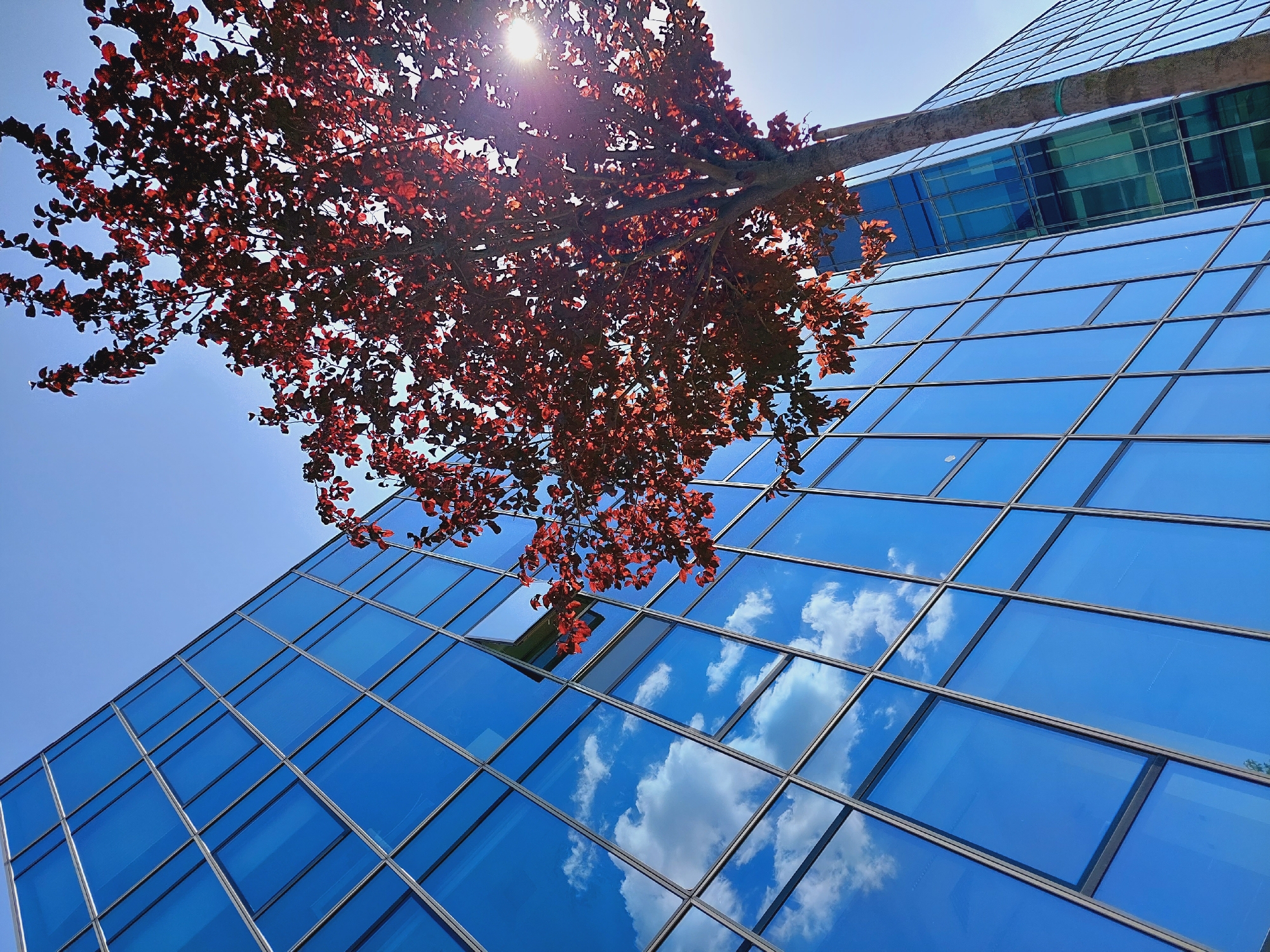 An angled shot captures the upper portion of a modern glass-paneled building in Sofia, Bulgaria. The building's facade is composed of large, rectangular blue glass panels, reflecting a clear sky dotted with white clouds. To the right, a tree with reddish-brown leaves is silhouetted against the bright sky, with the sun glinting through its branches. One of the glass panes on the building is slightly ajar. The scene suggests an urban environment on a clear day.