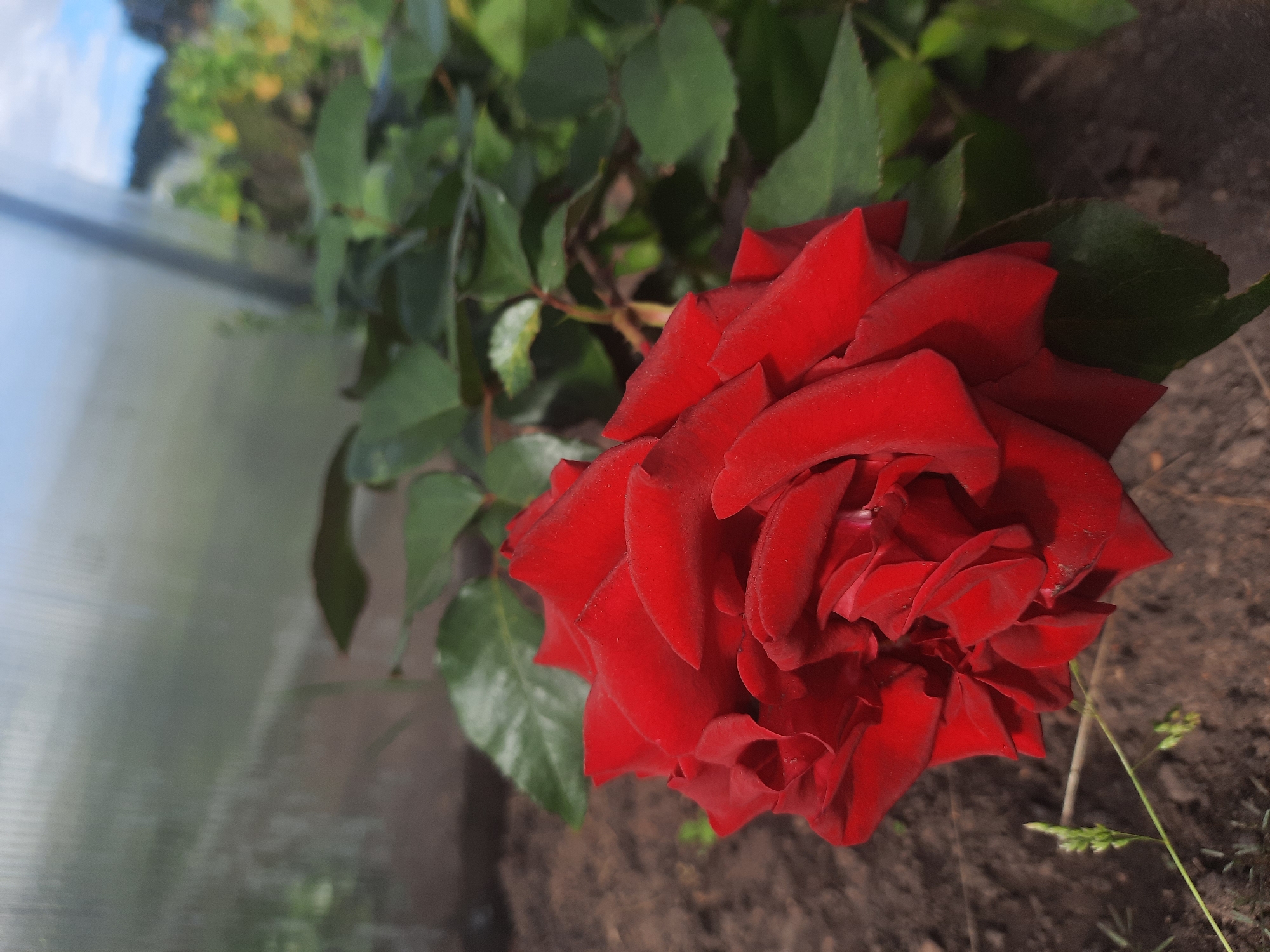 A close-up, low-angle outdoor shot shows a vibrant red rose in the foreground, its petals unfurling and catching the light. The rose is positioned in the lower right of the frame, with its stem and leaves extending into the middle ground. The background is blurred, revealing a greenhouse structure made of translucent sheeting, with a hint of the sky and trees visible beyond. The ground beneath the rose appears to be soil, with a few blades of grass growing. The overall impression is one of natural beauty set within a cultivated outdoor space. The scene is likely in Shklov, Belarus, a city known for its agricultural activities and greenhouses.