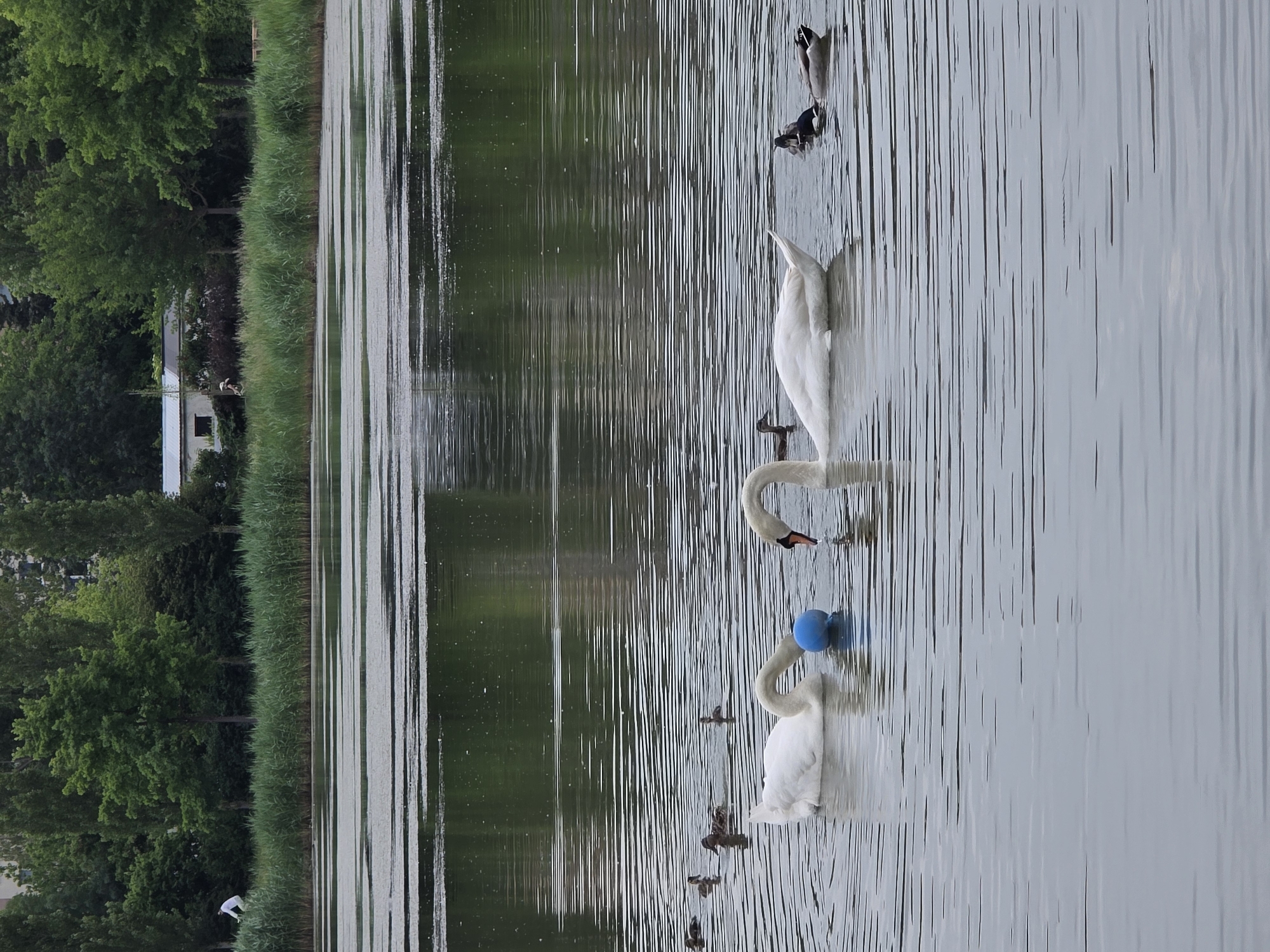 The image shows two white swans on a body of water, with their necks curved. One of the swans has a blue ball on its back. Several ducks are also present in the water, scattered around the swans. The water surface is rippled, reflecting the surrounding environment. On the left side of the image is a bank with green trees and tall grass. A building is visible amongst the trees. The location is given as Unknown, Unknown.